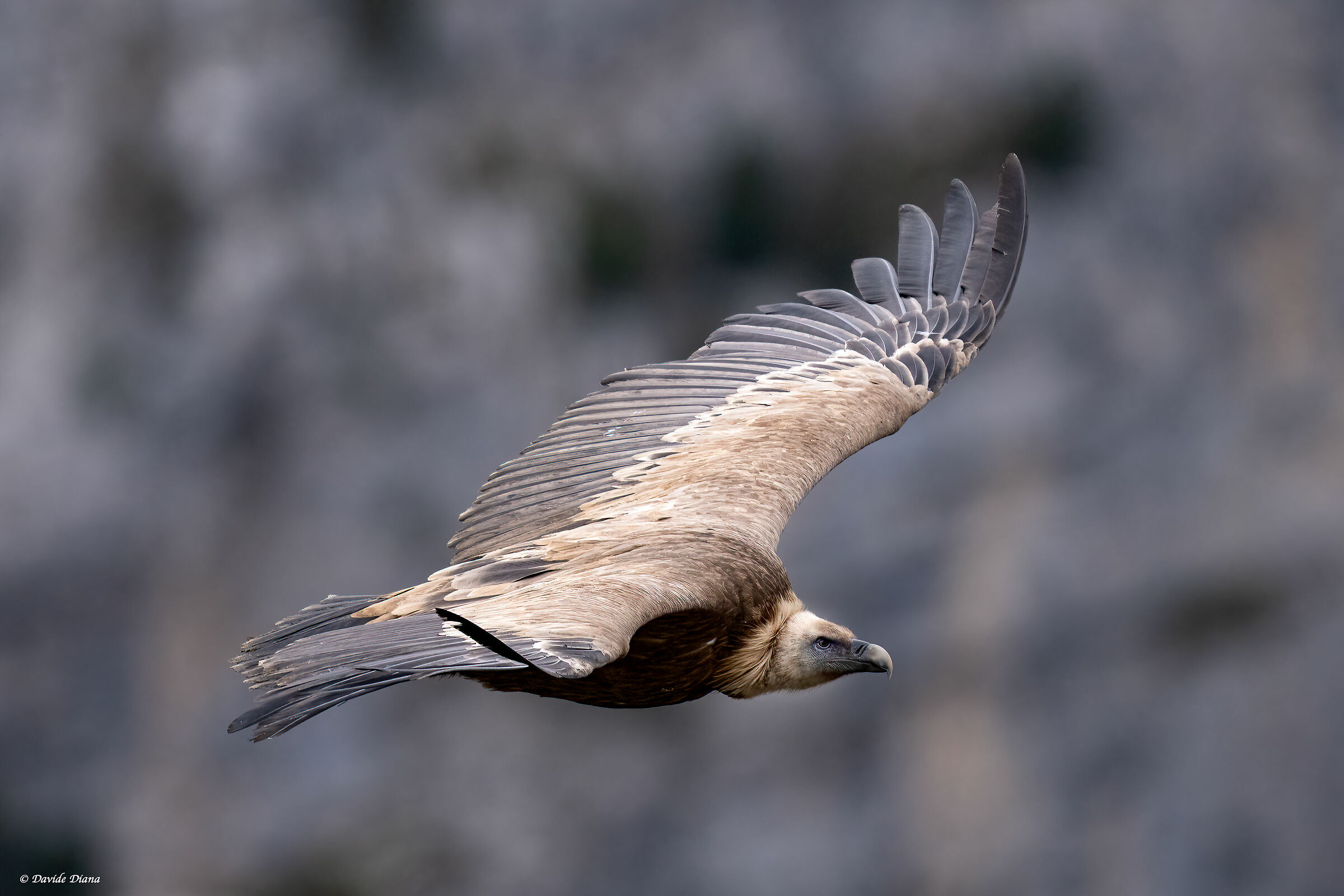 Griffon vulture - Gorges du Verdon
