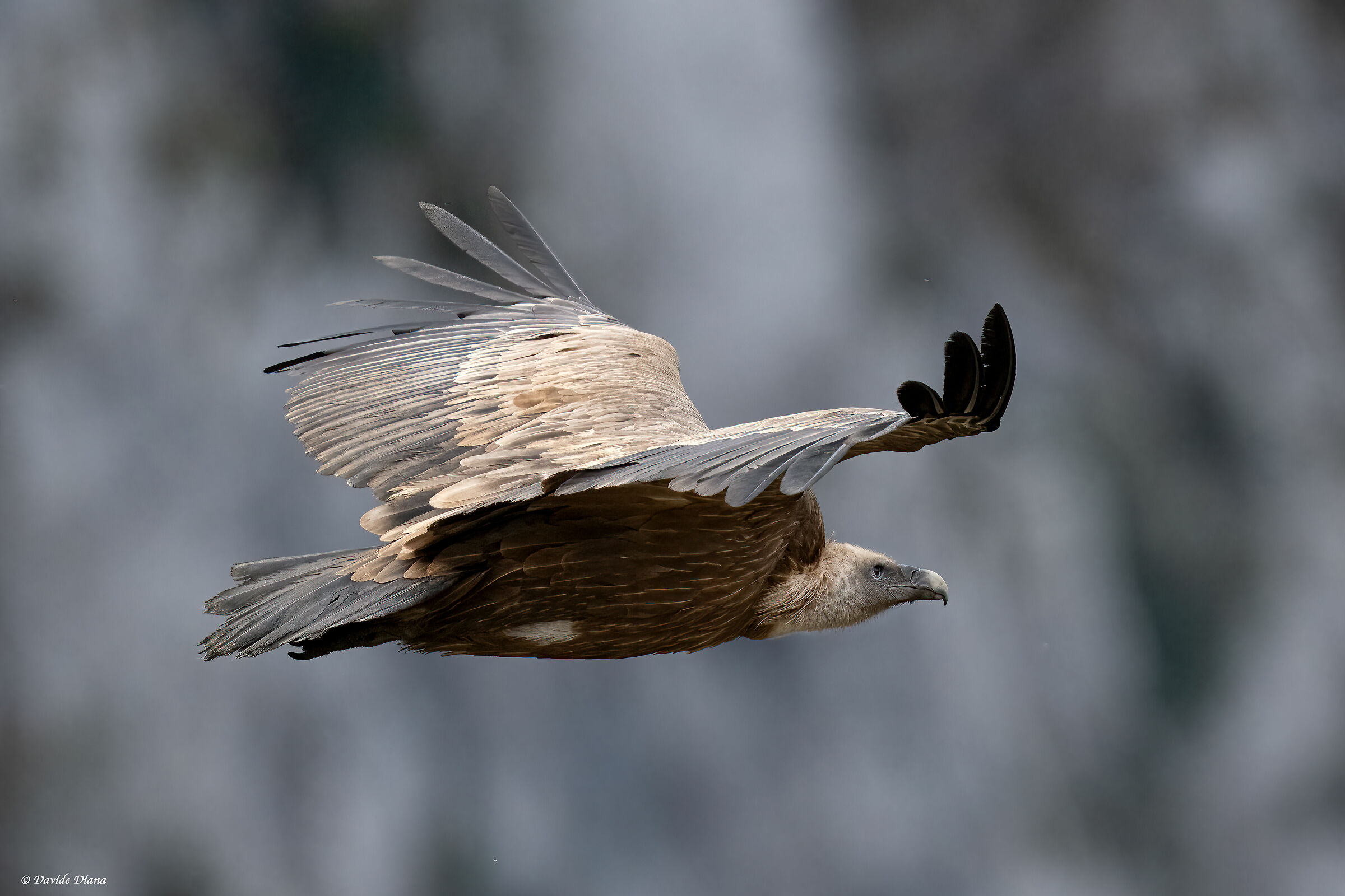 Griffon vulture - Gorges du Verdon