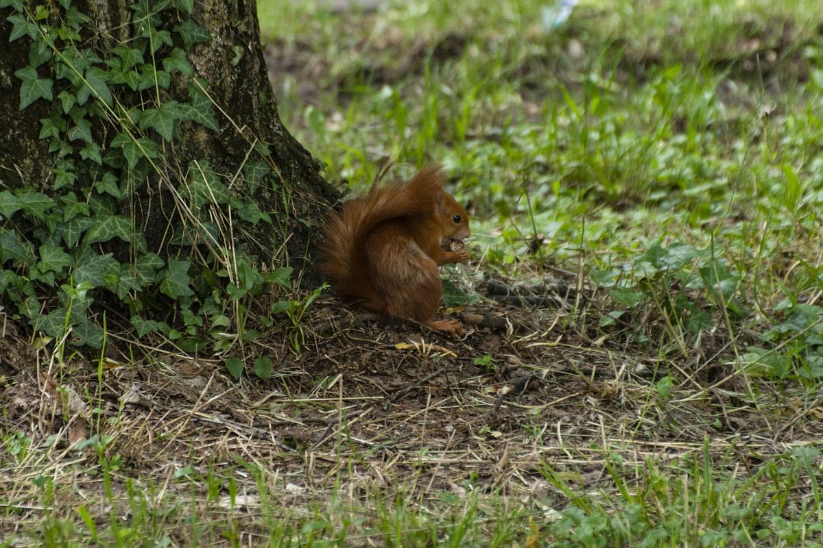 Sciurus vulgaris