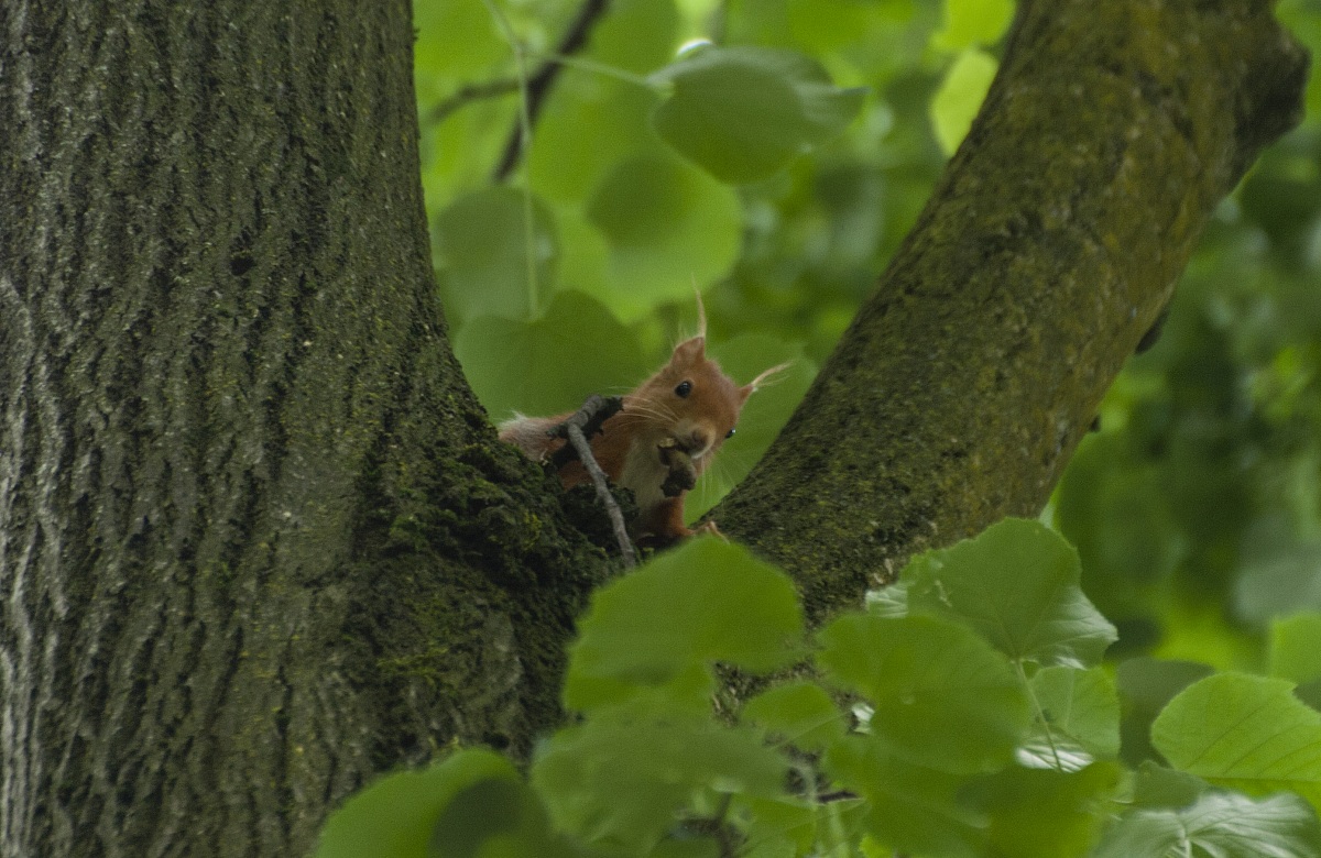 Sciurus vulgaris