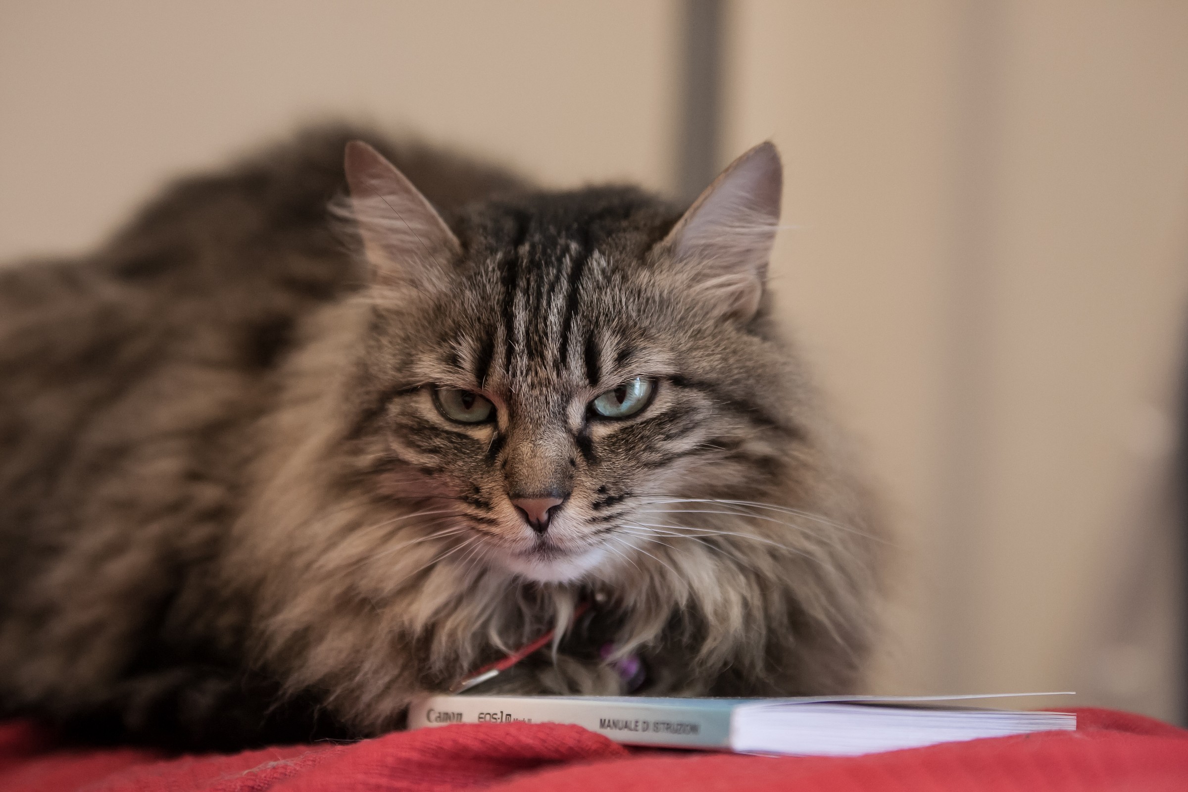 Student Sciangatta 1600