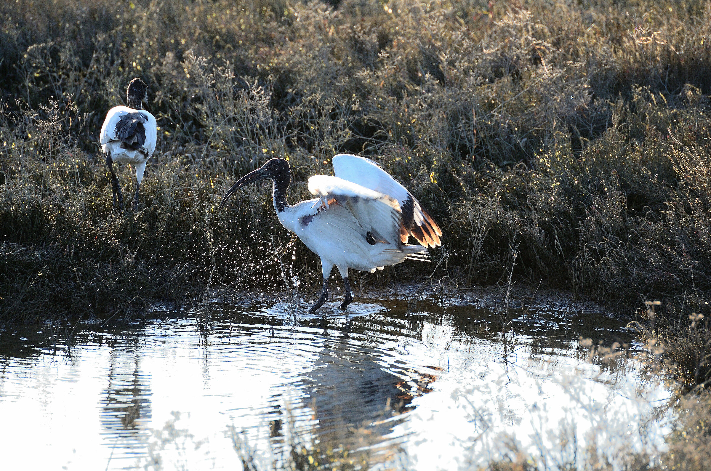 Ibis sacri