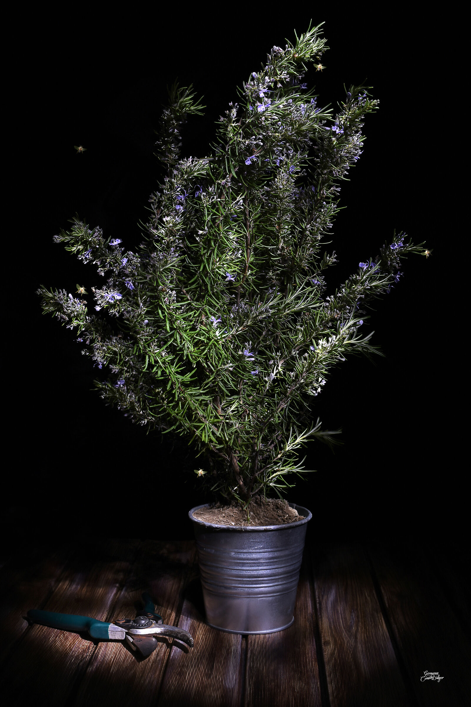 Rosemary light painting