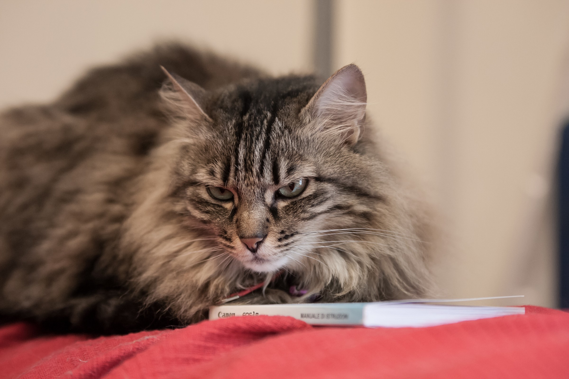 Student Sciangatta 2500