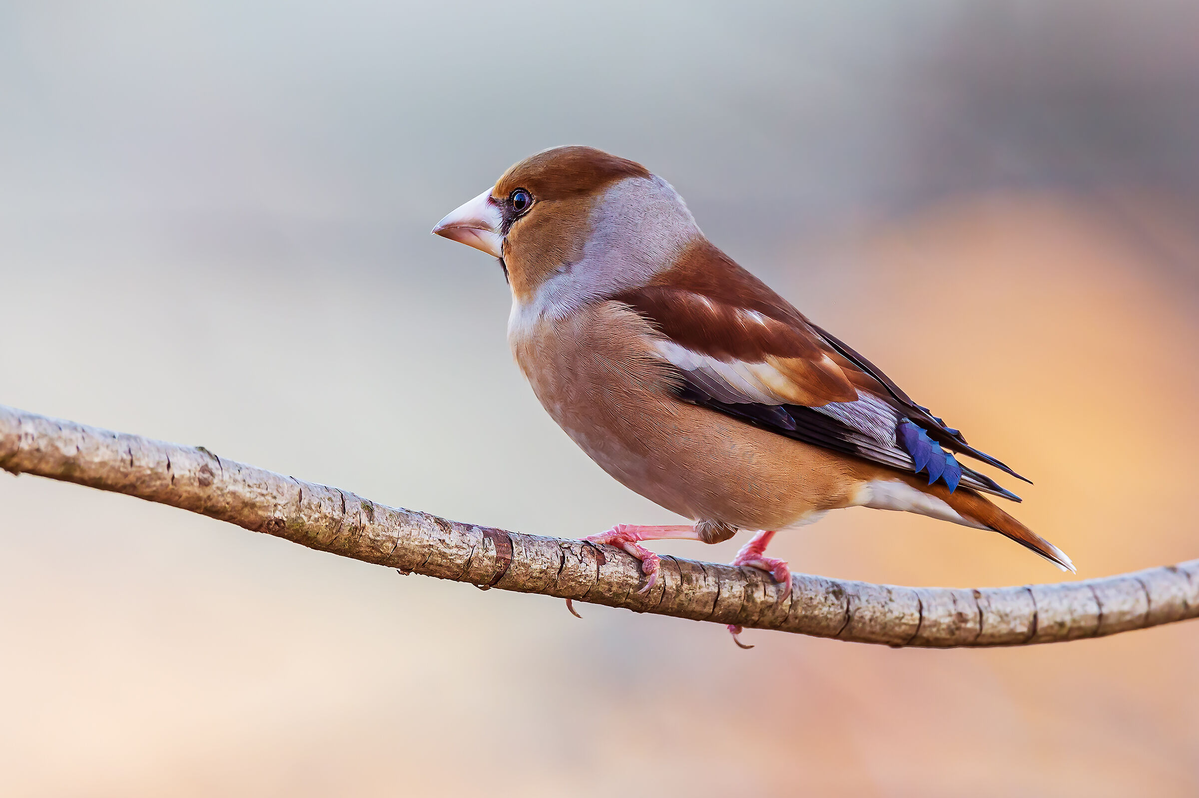 Hawfinch