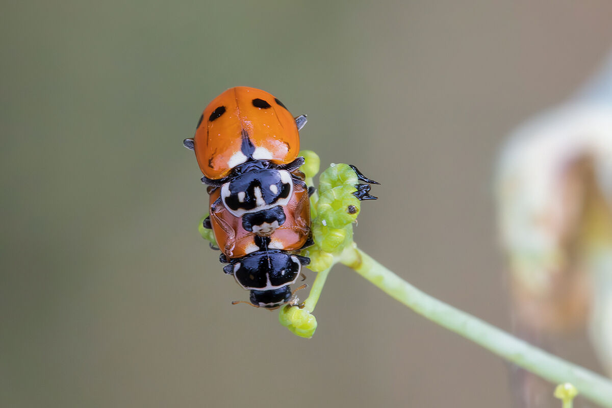 Hippodamia variegata