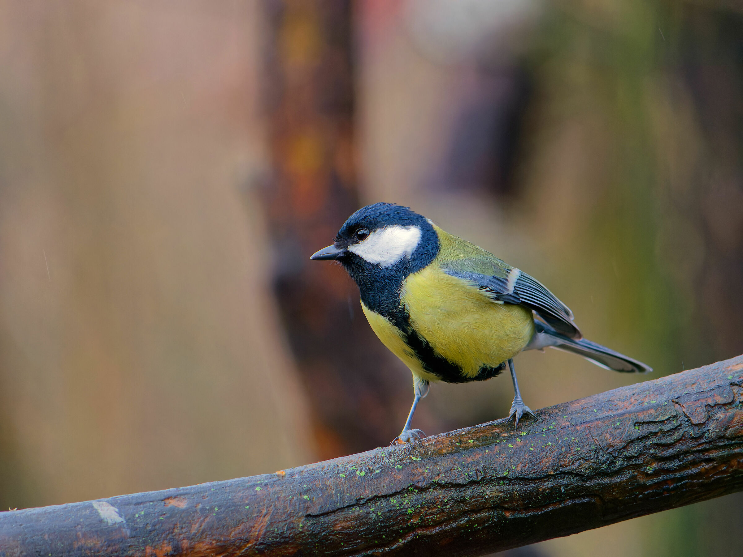 cinciallegra test g80 6400 iso e dxo