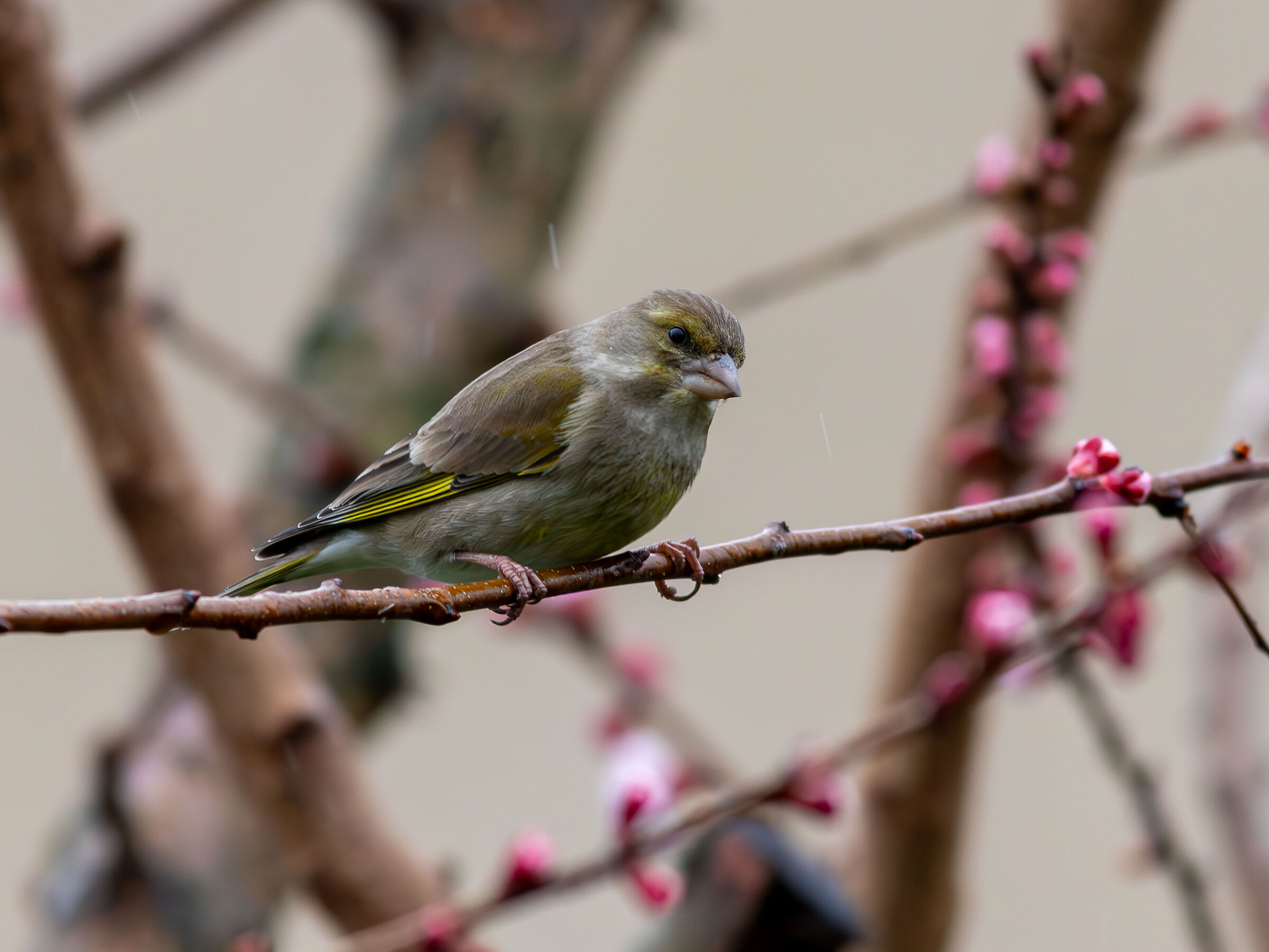 Greenfinch