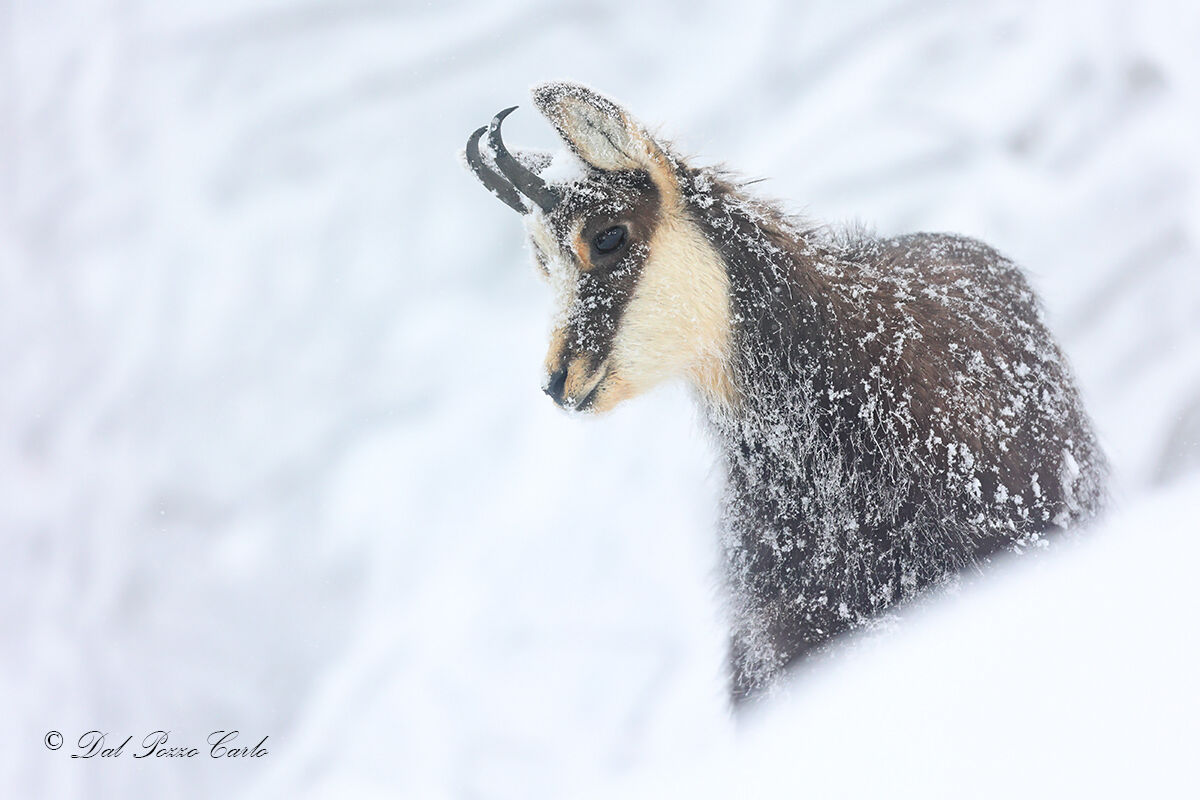 Nel cuore dell'inverno