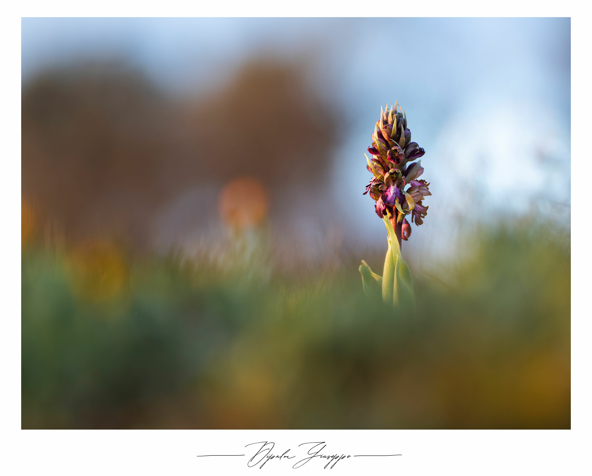 Himantoglossum robertianum 2