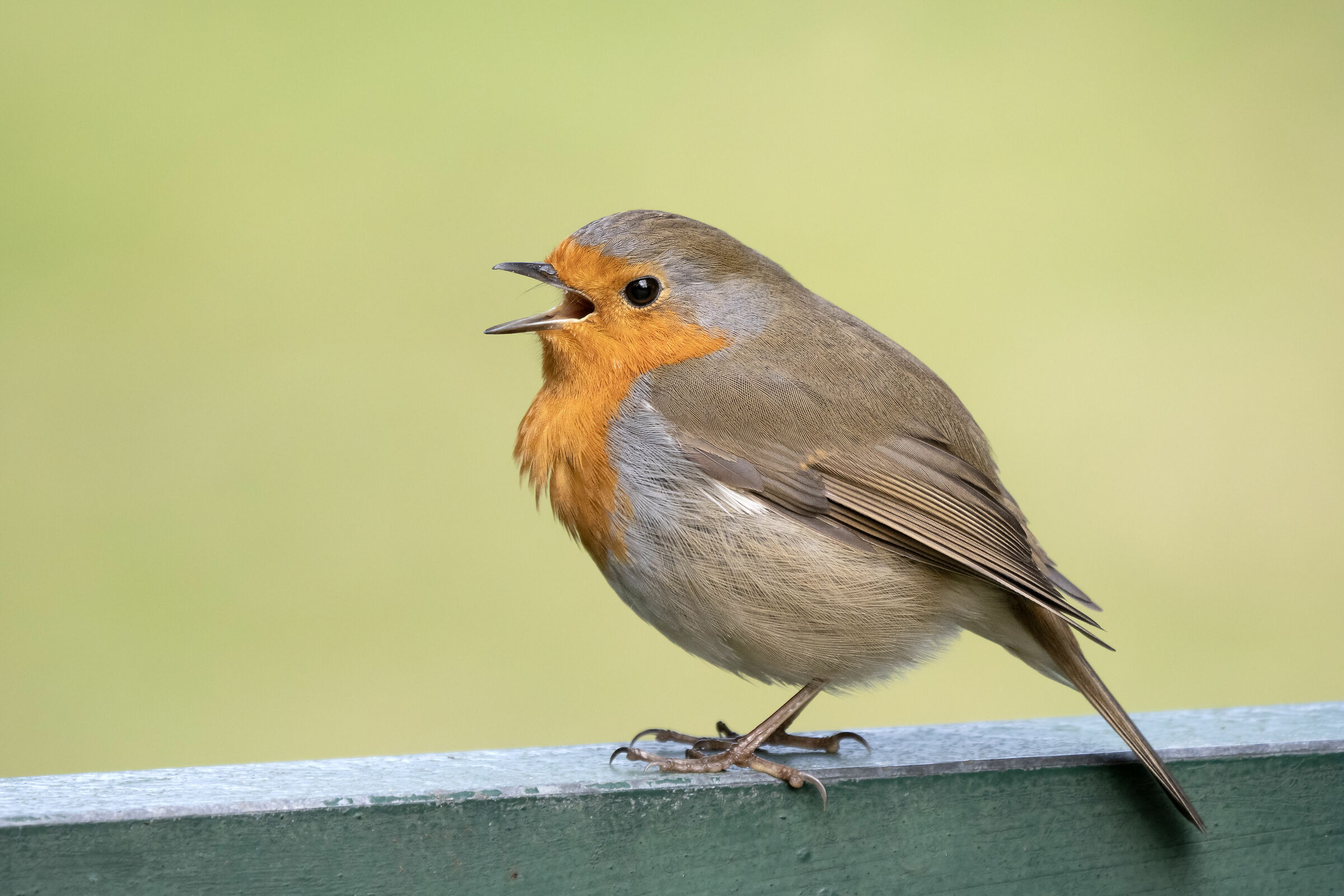Rubecula di Erithacus