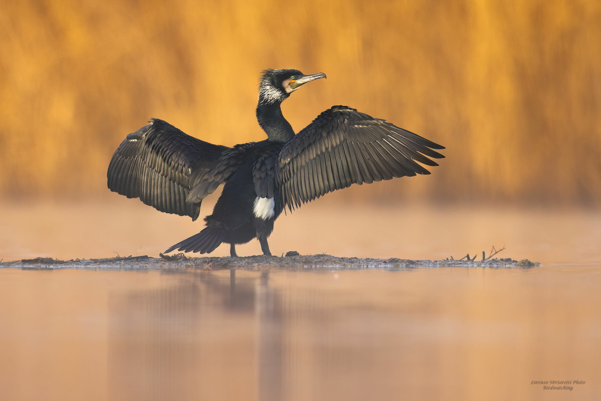 Cormorano
