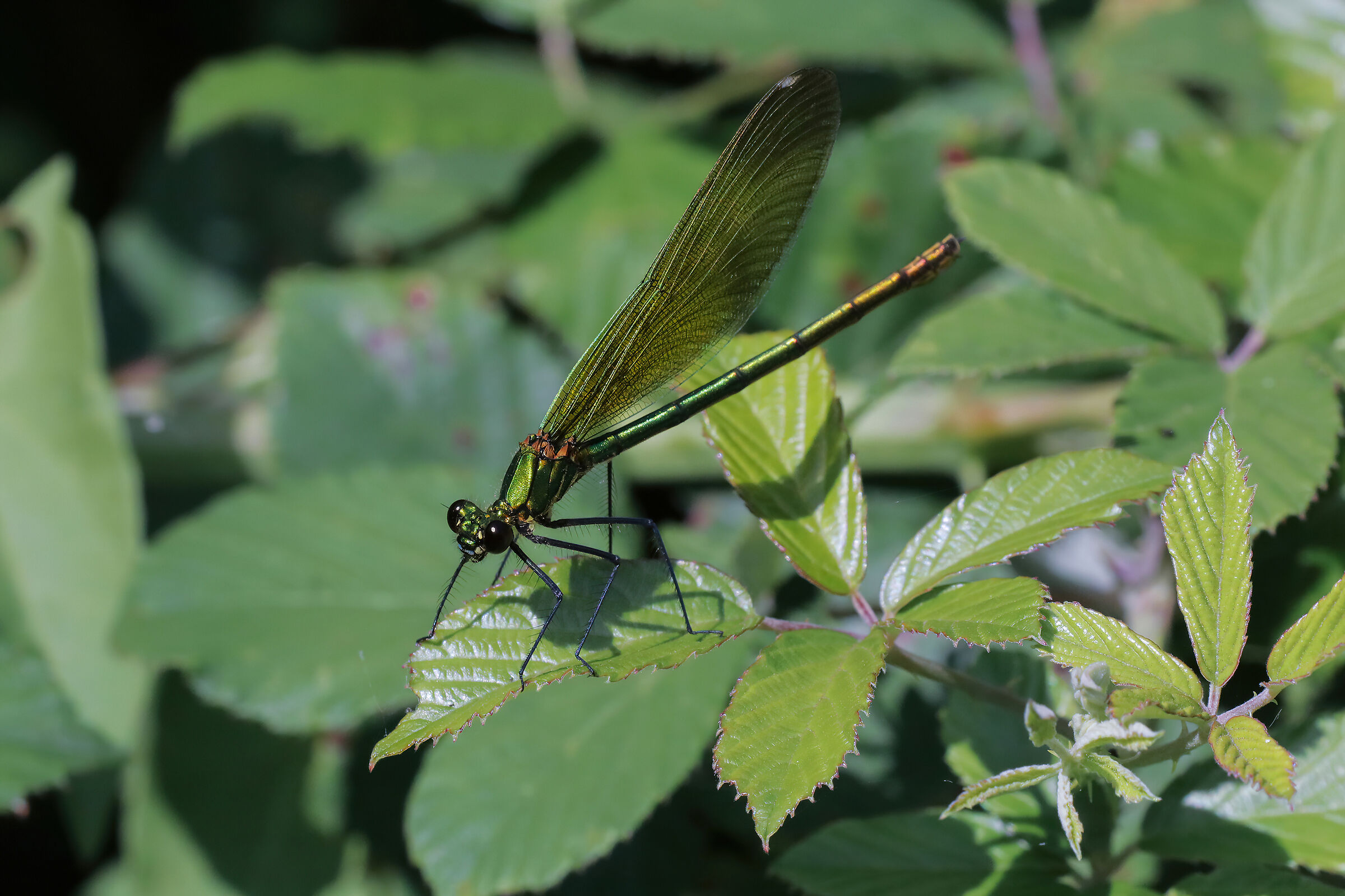Calopteryx splendens