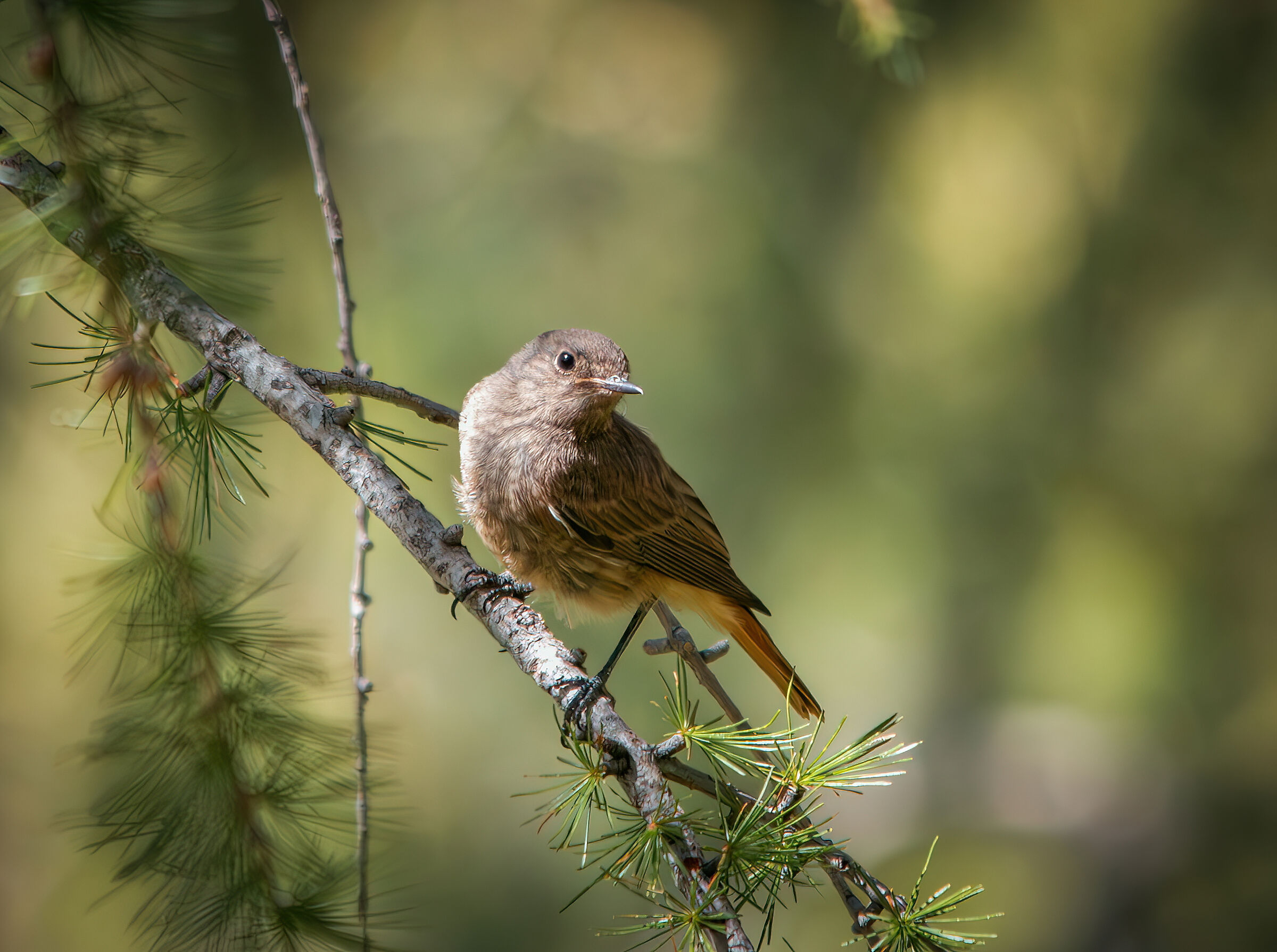 A curious bird .breed? Does anybody know?