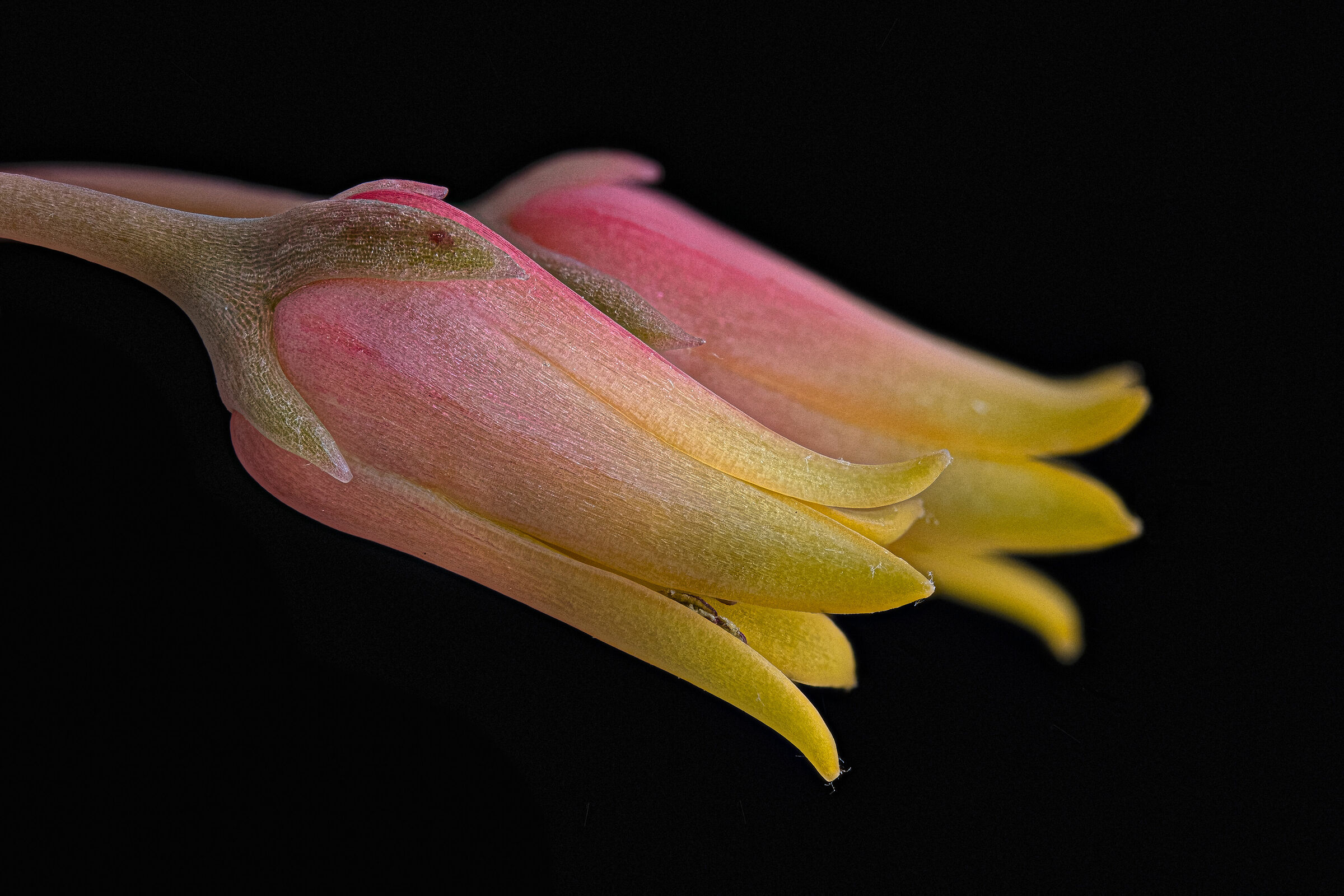 Echeveria 1