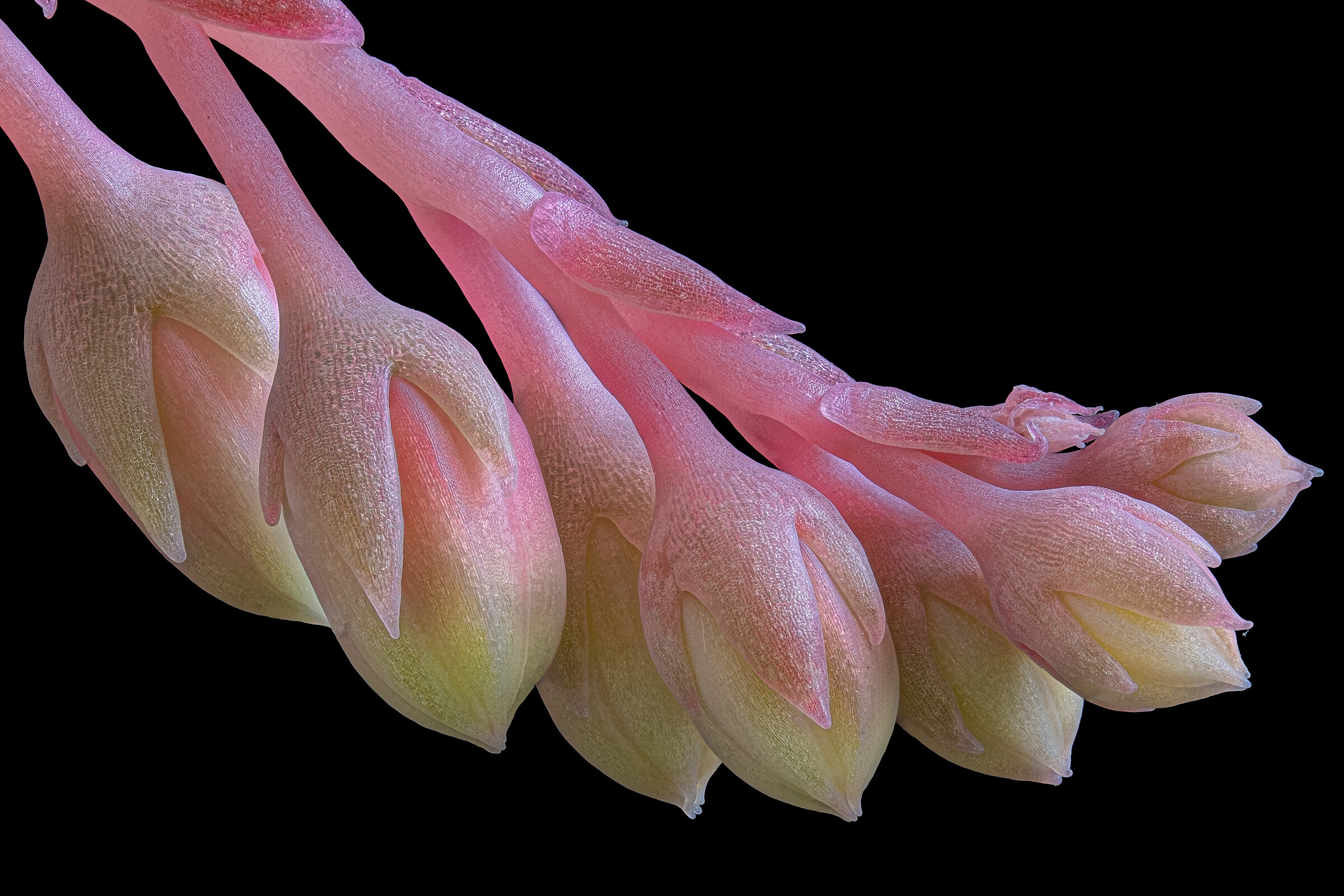 Echeveria 3