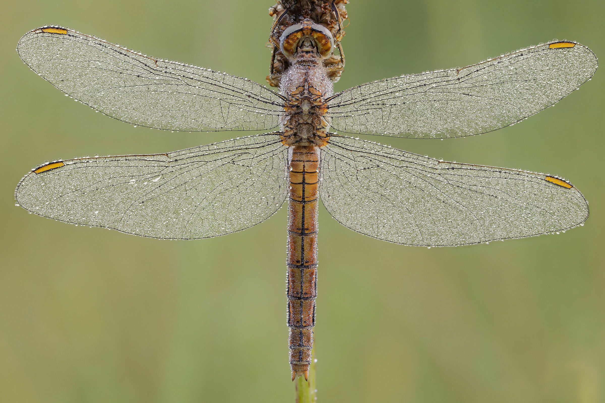 Orthetrum brunneum