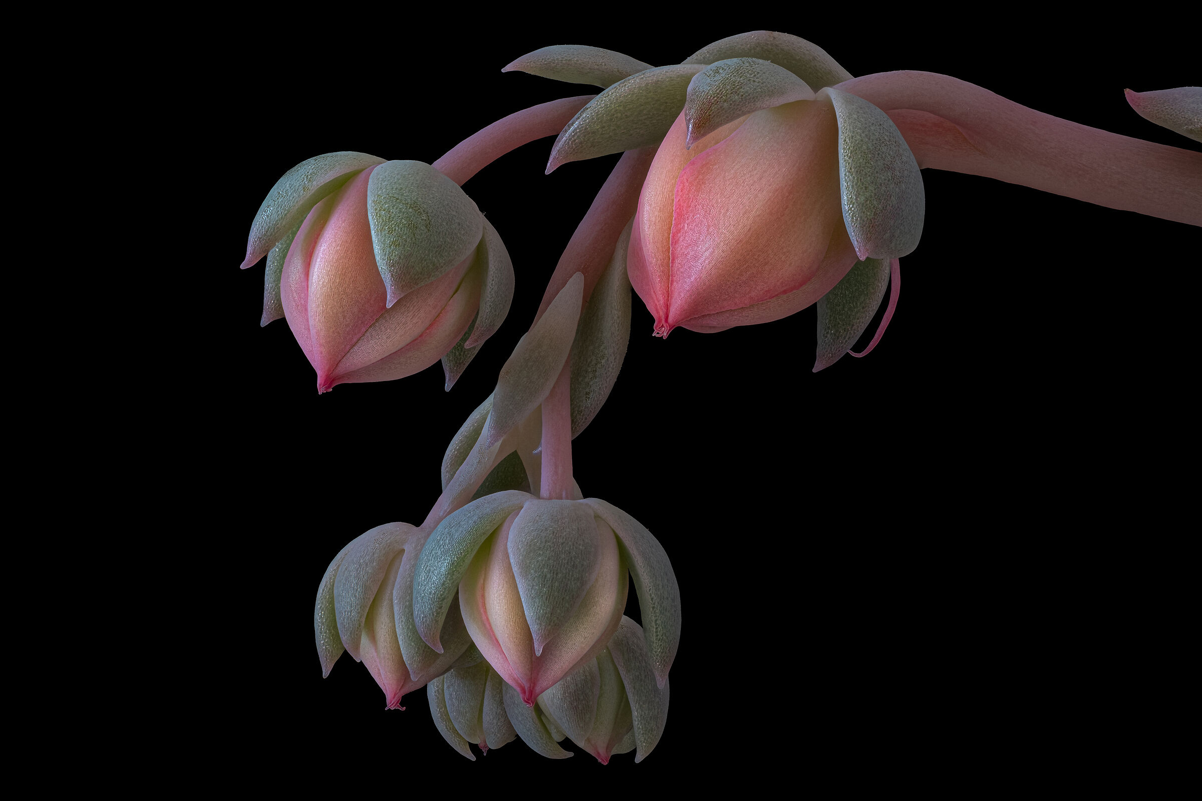 Echeveria 4