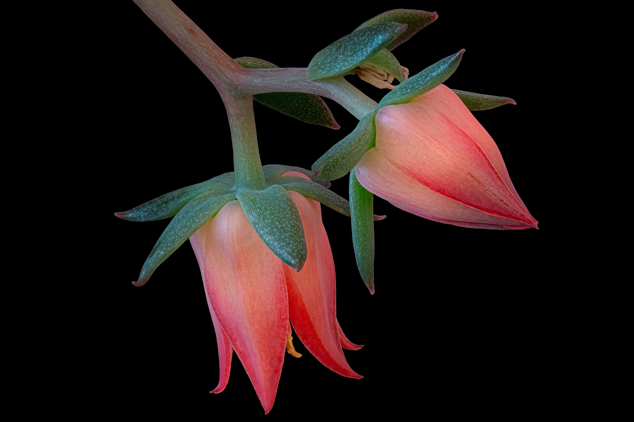 Echeveria 6