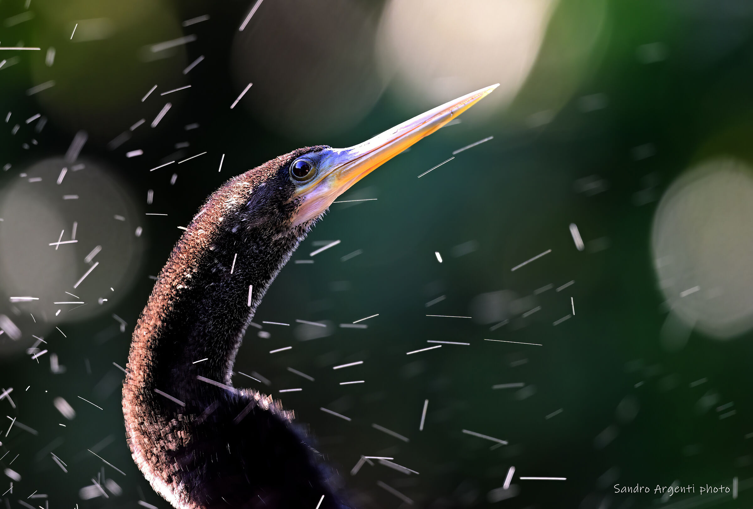 Anhinga (Anhinga anhinga) fra gli spruzzi d'acqua.