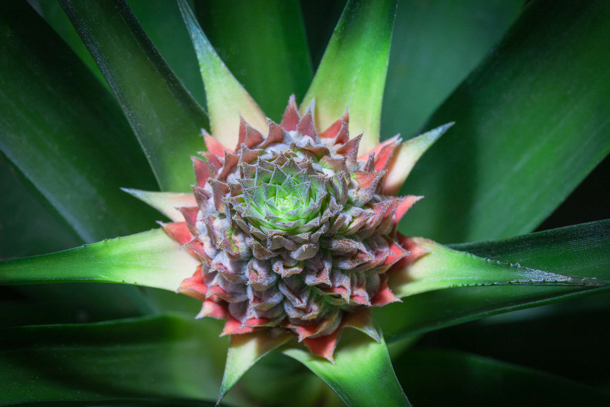 Newborn pineapple