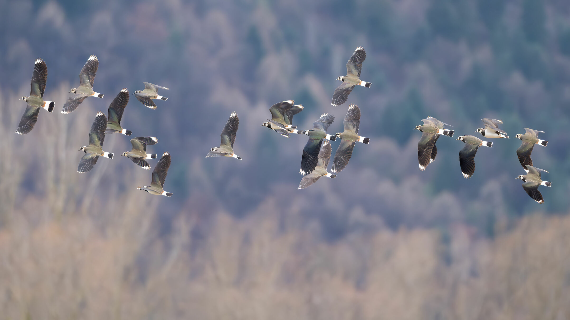 Lapwings