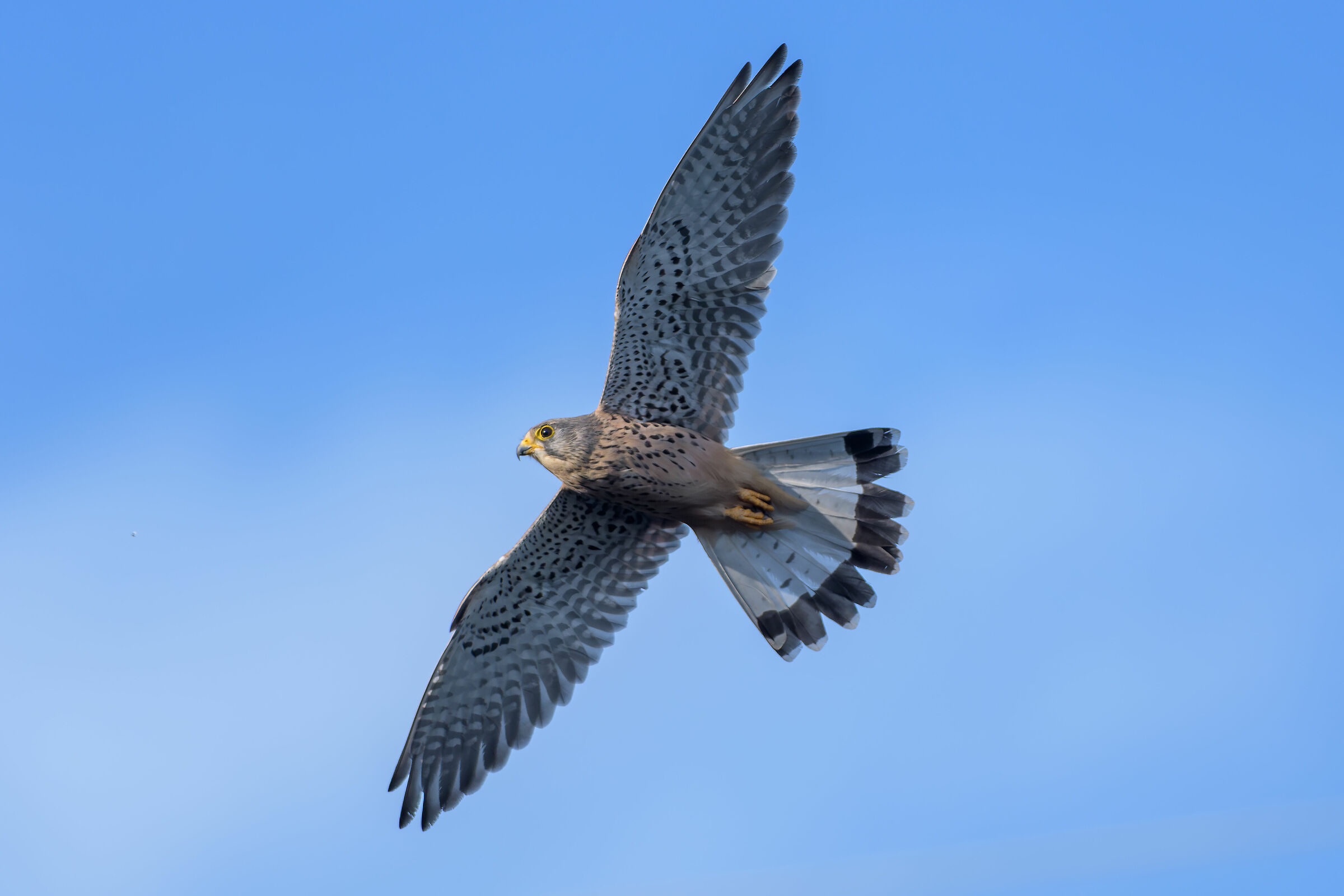 Kestrel