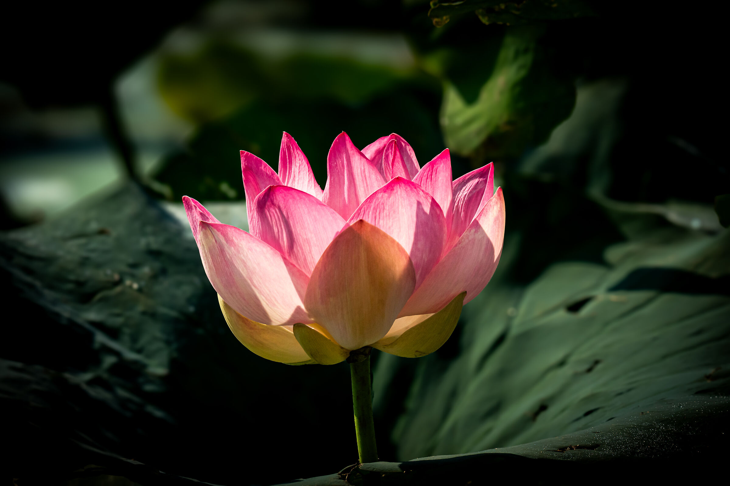 Lotus flower pierced by light