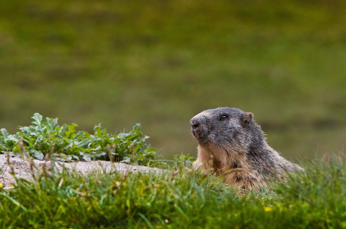marmot
