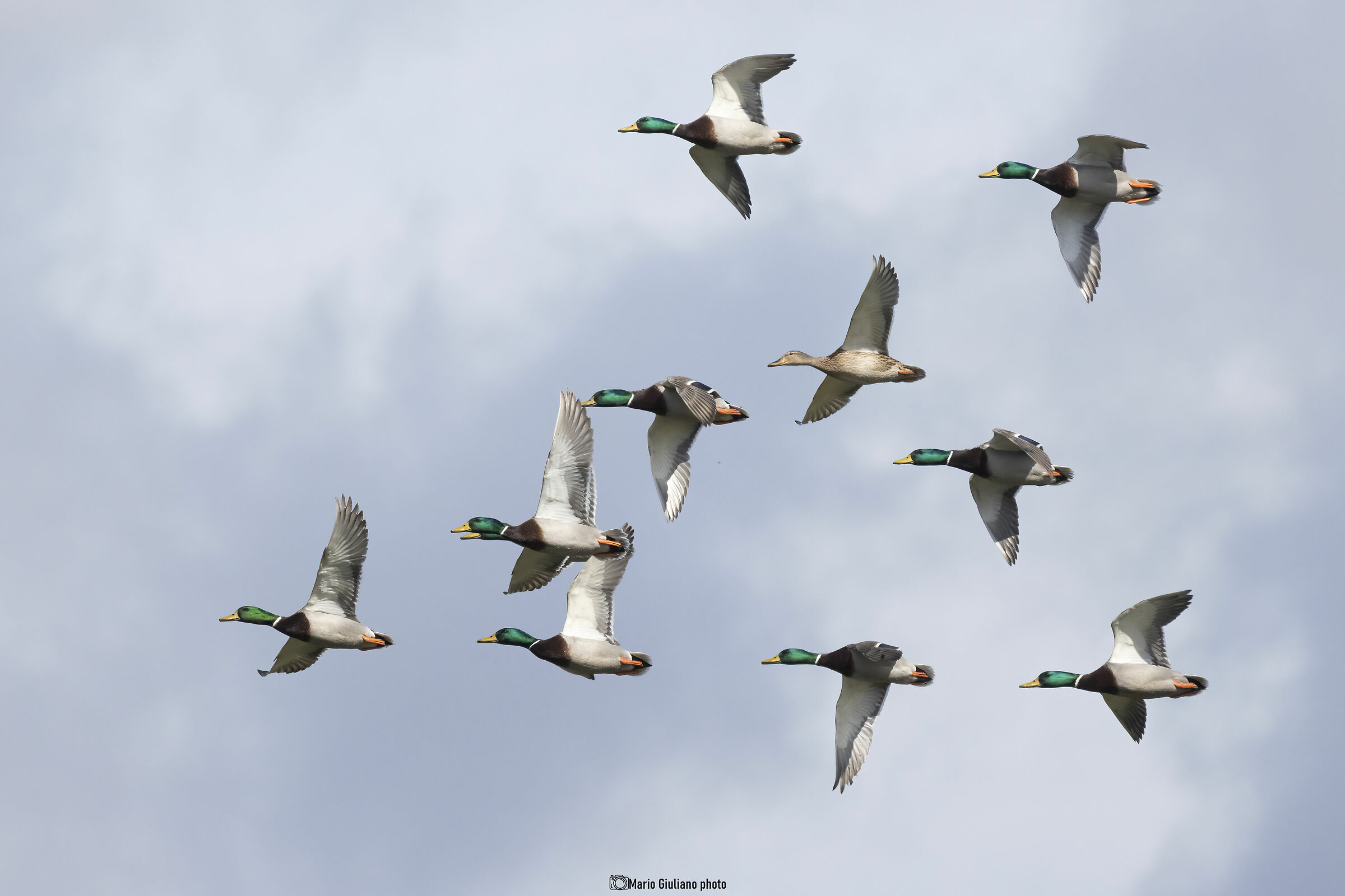 The Flight of the Mallards