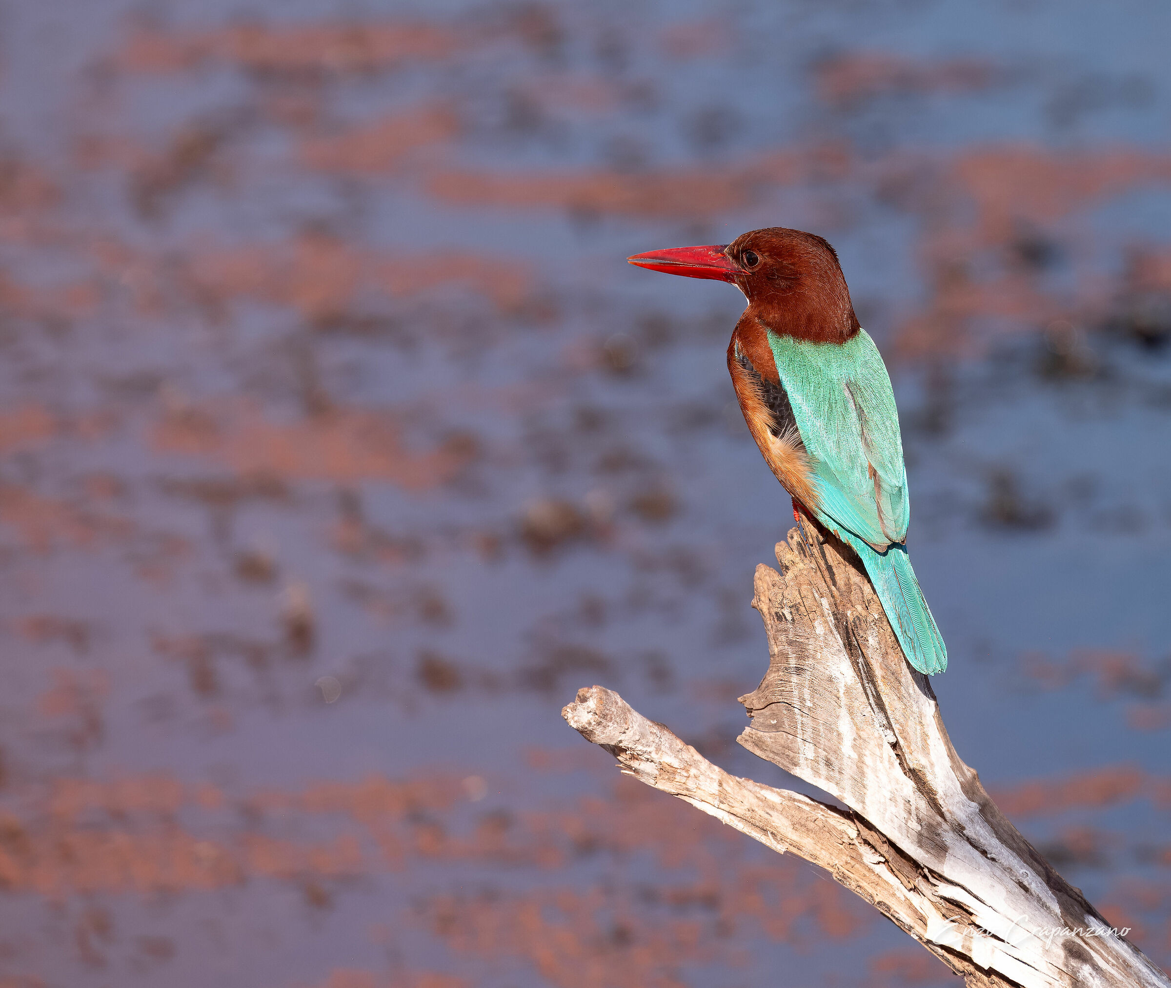 Kingfisher of Izmir