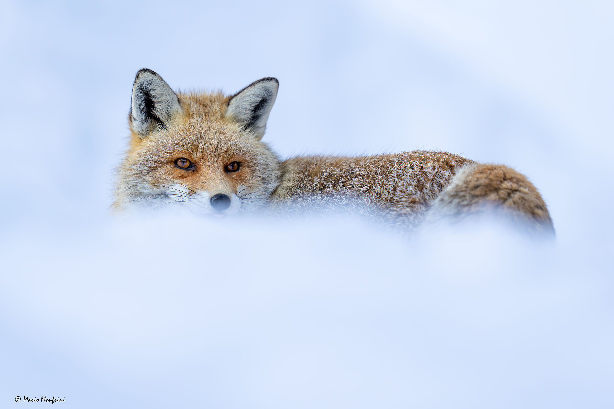 Fox and snow