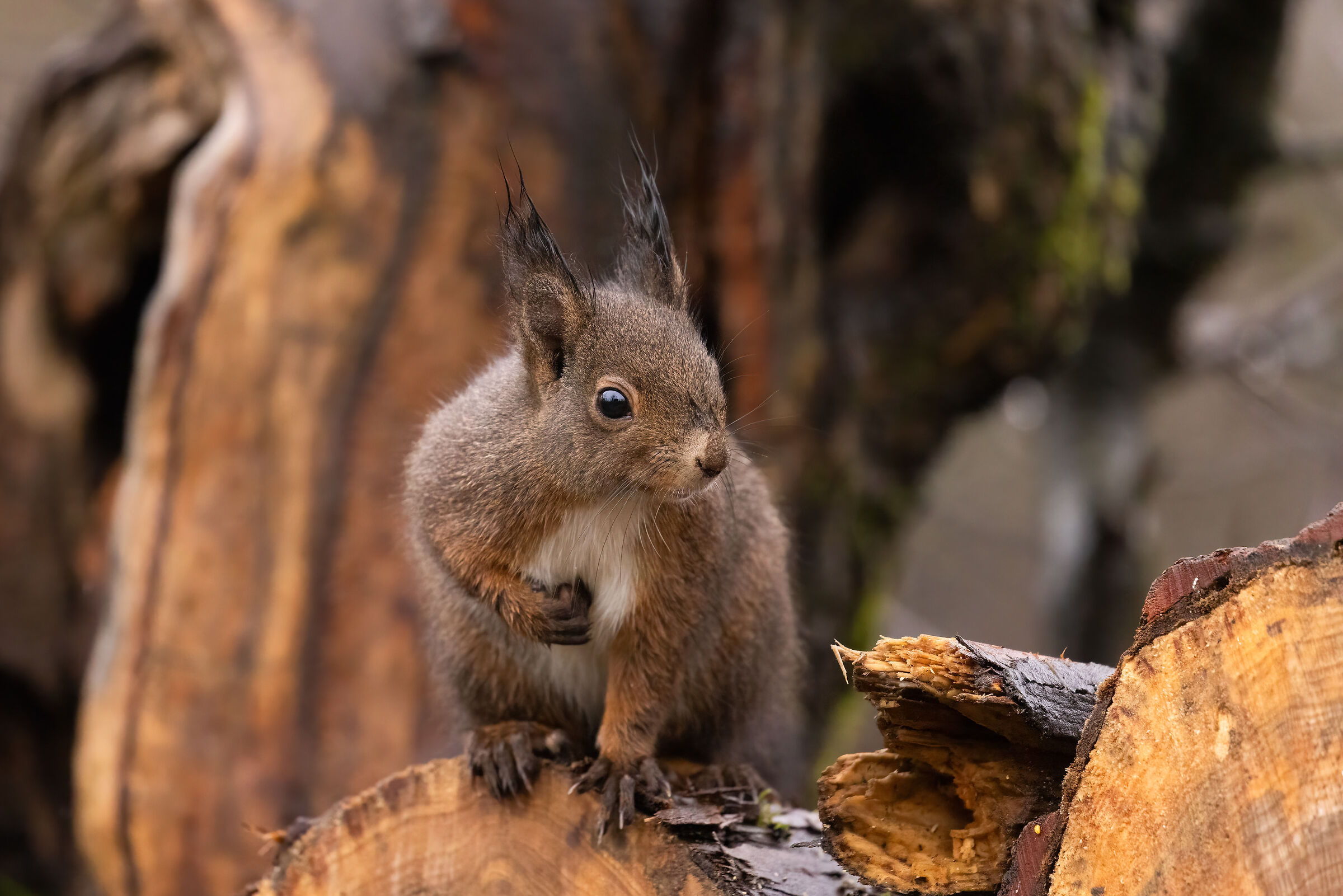 Scoiattolo alle Foppe