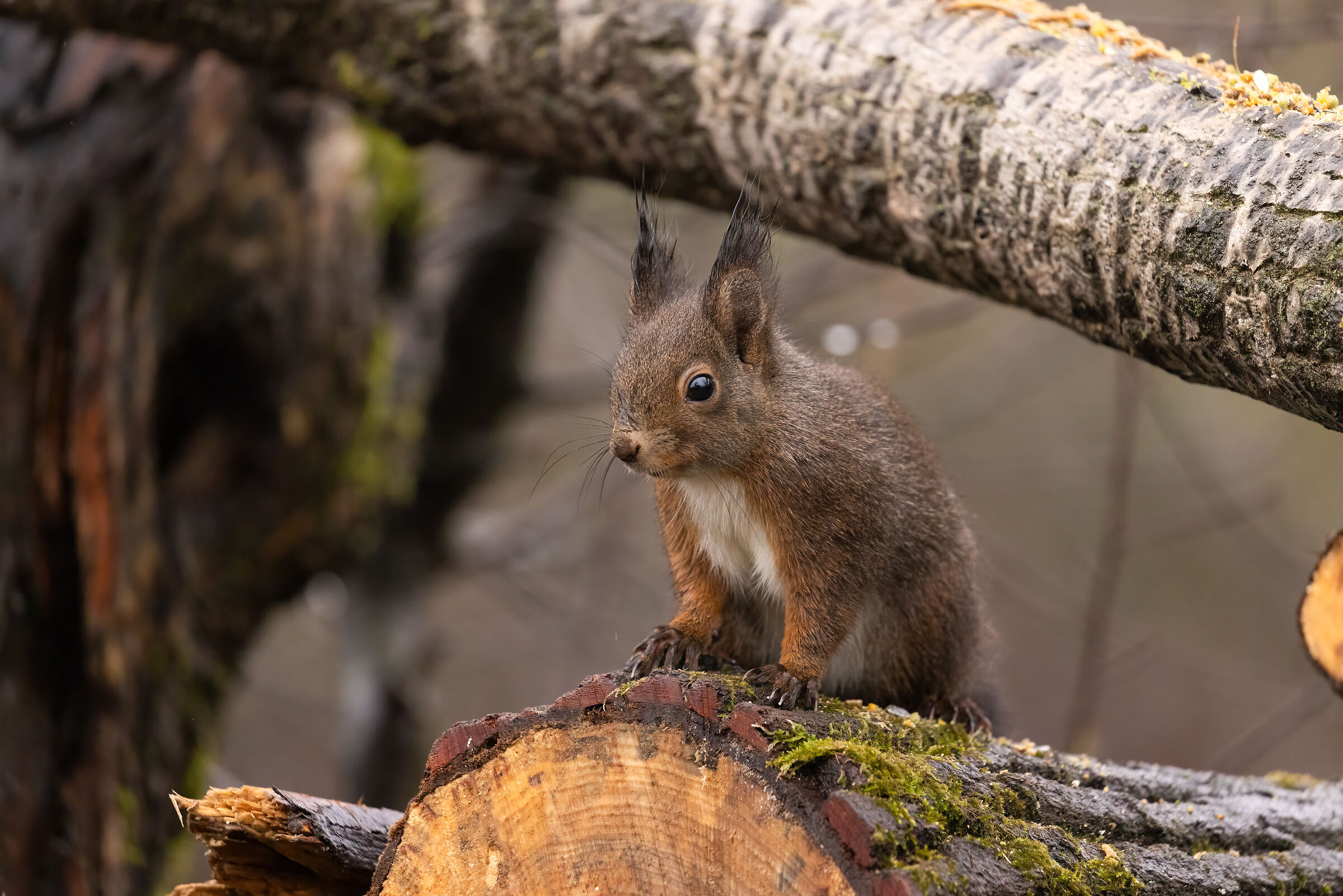 Scoiattolo alle Foppe