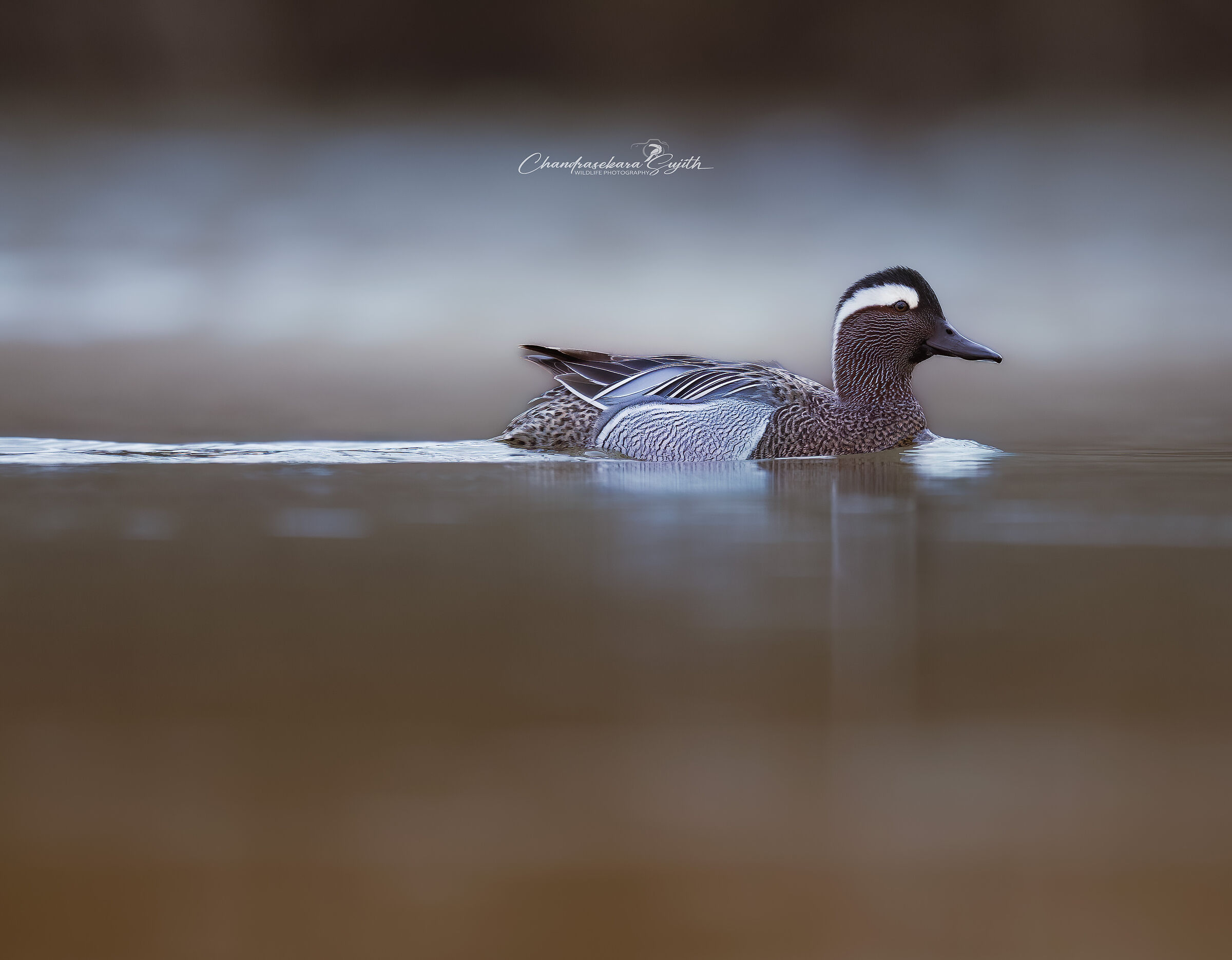 garganey