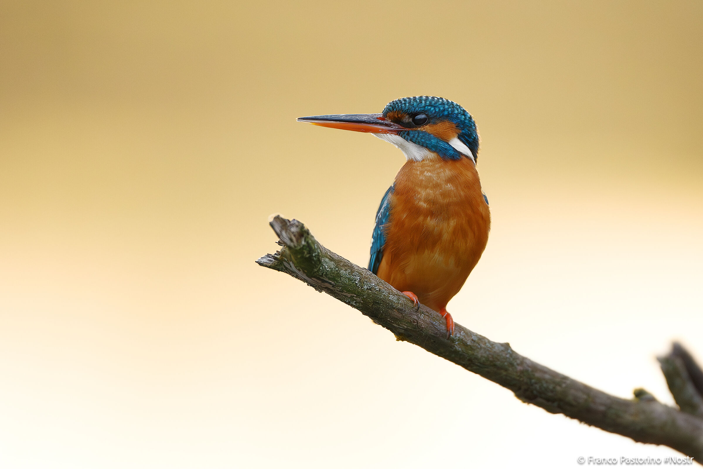 il mio primo Martino "decente"