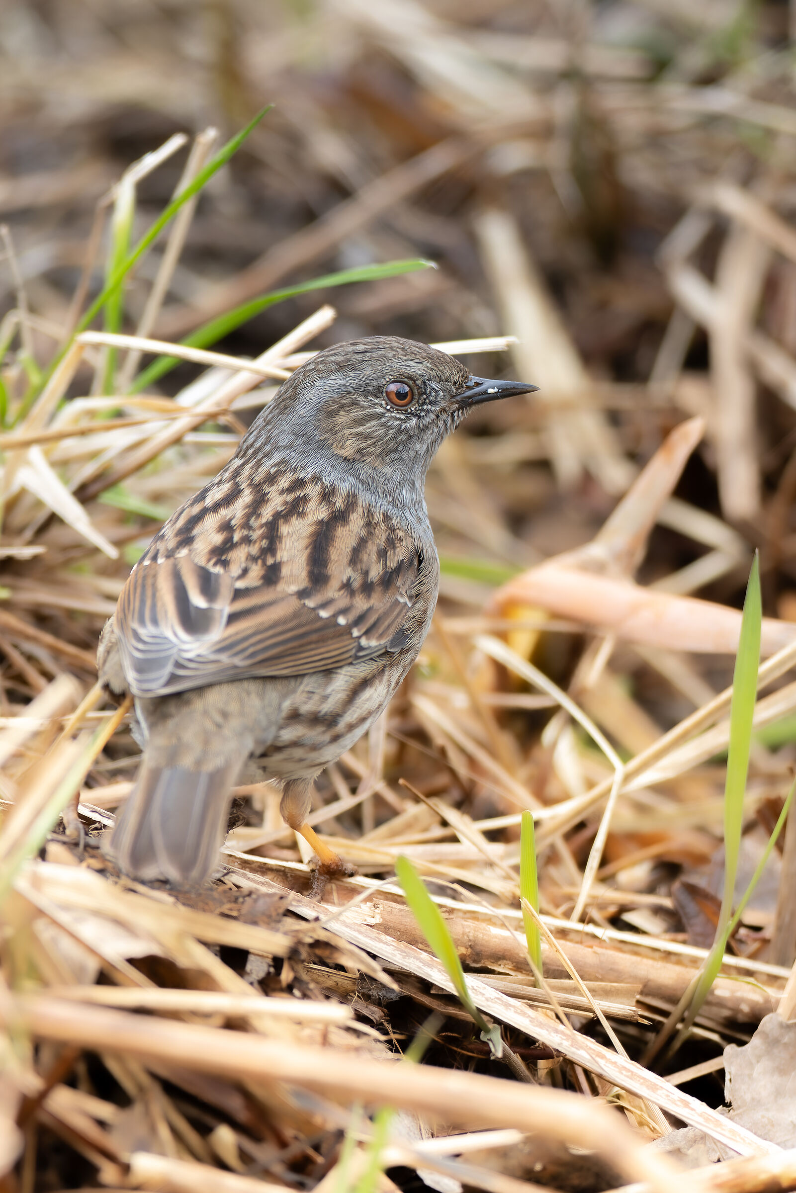 Dunnock