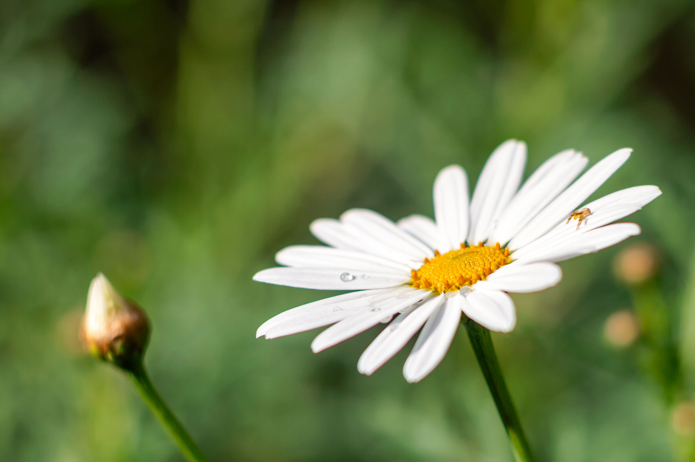 The Daisy n The Little Spider