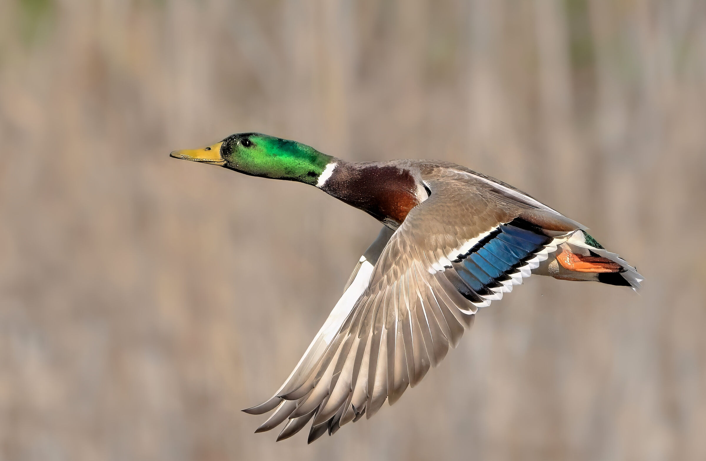 Germano reale (Anas platyrhynchos)
