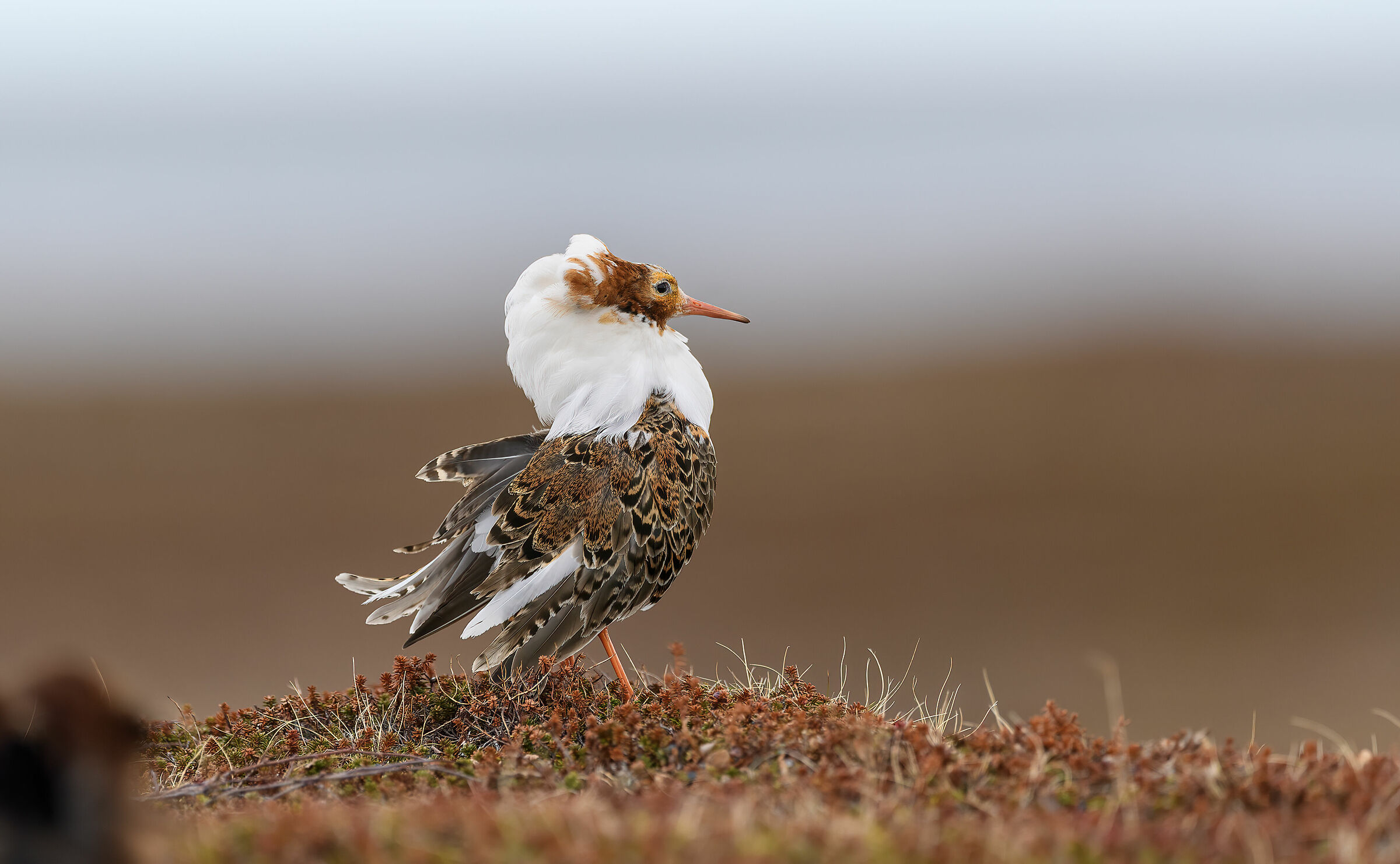 Combattente in abito nunziale