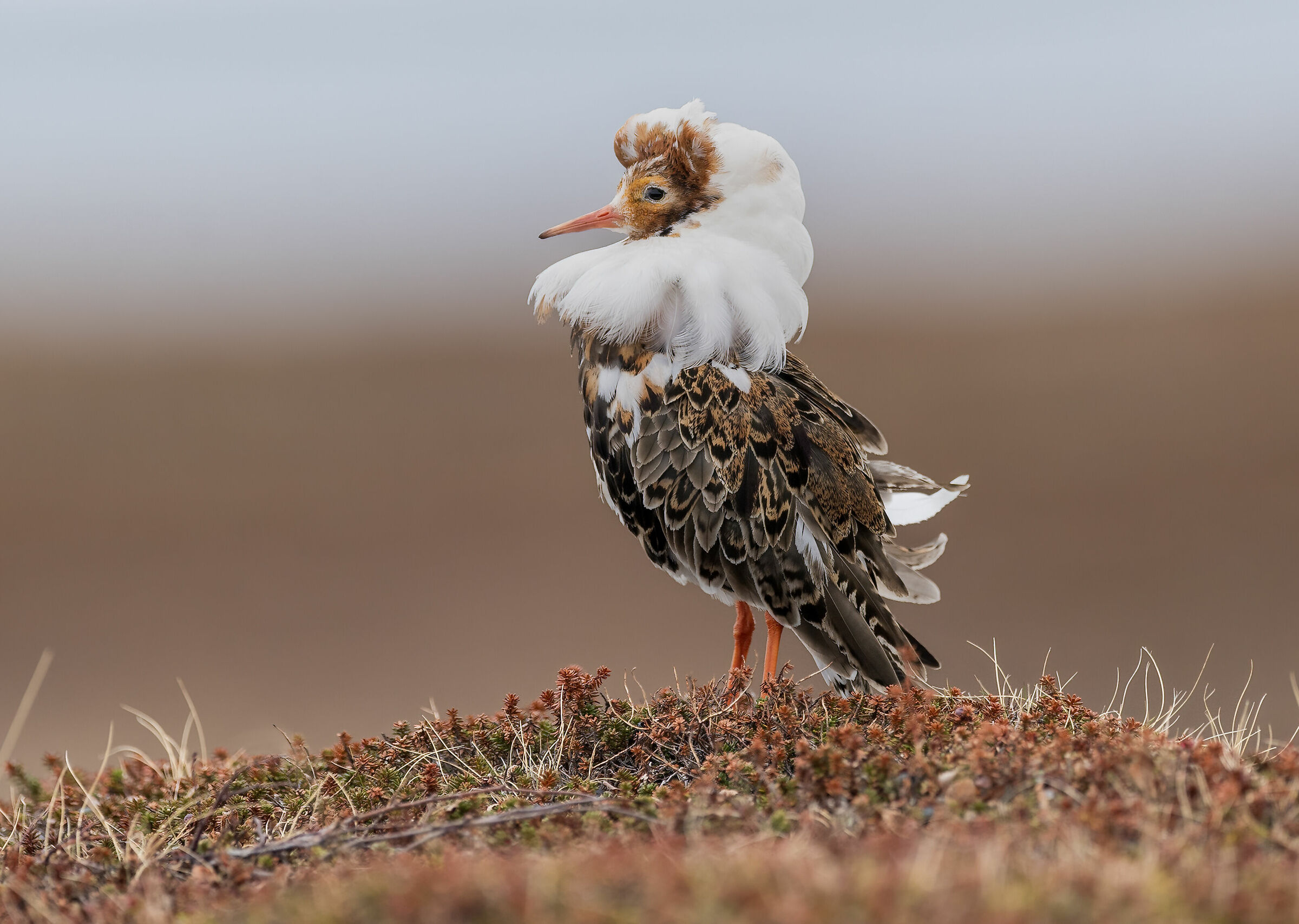Combattente in abito nunziale