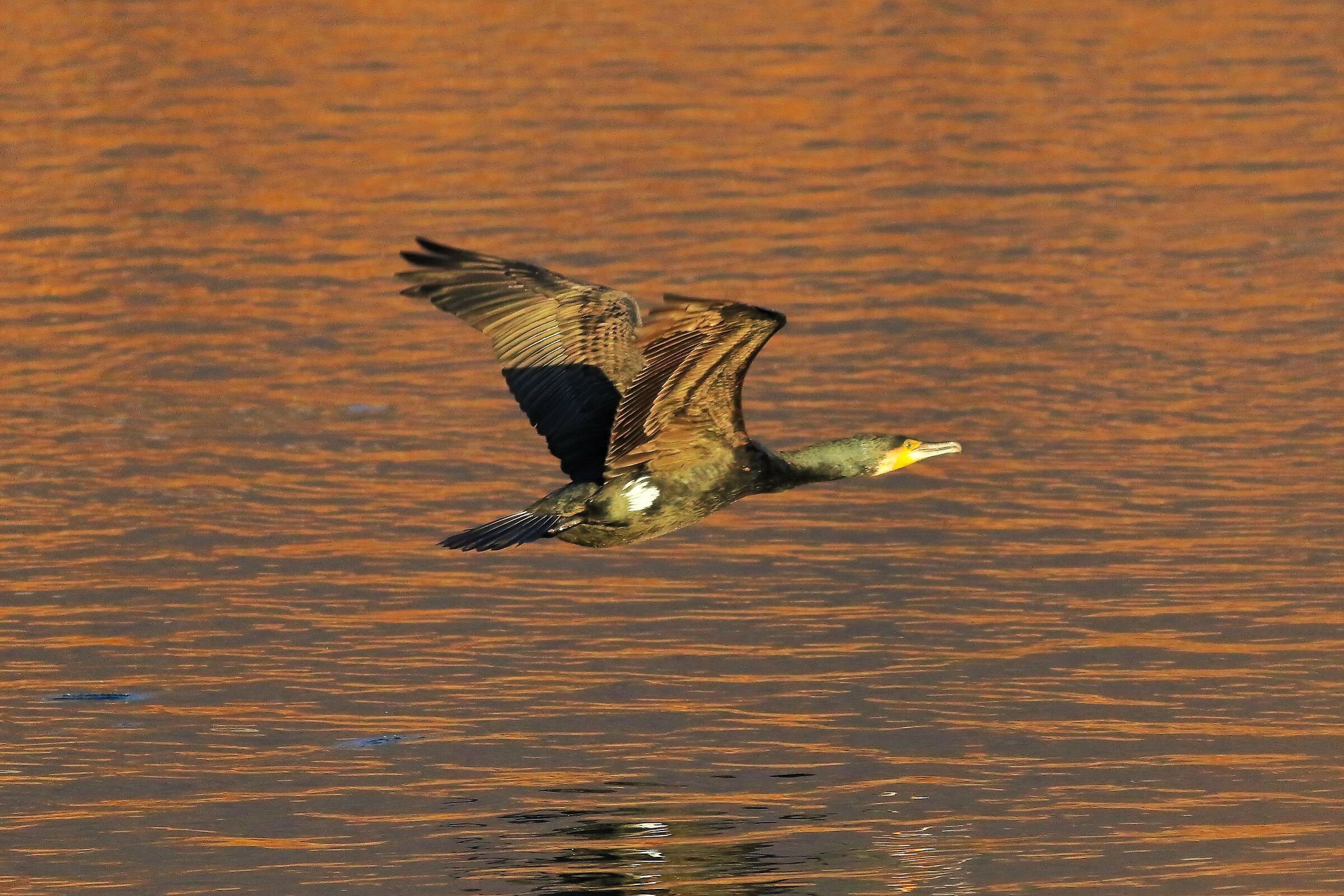 Cormorant 20-12-2023