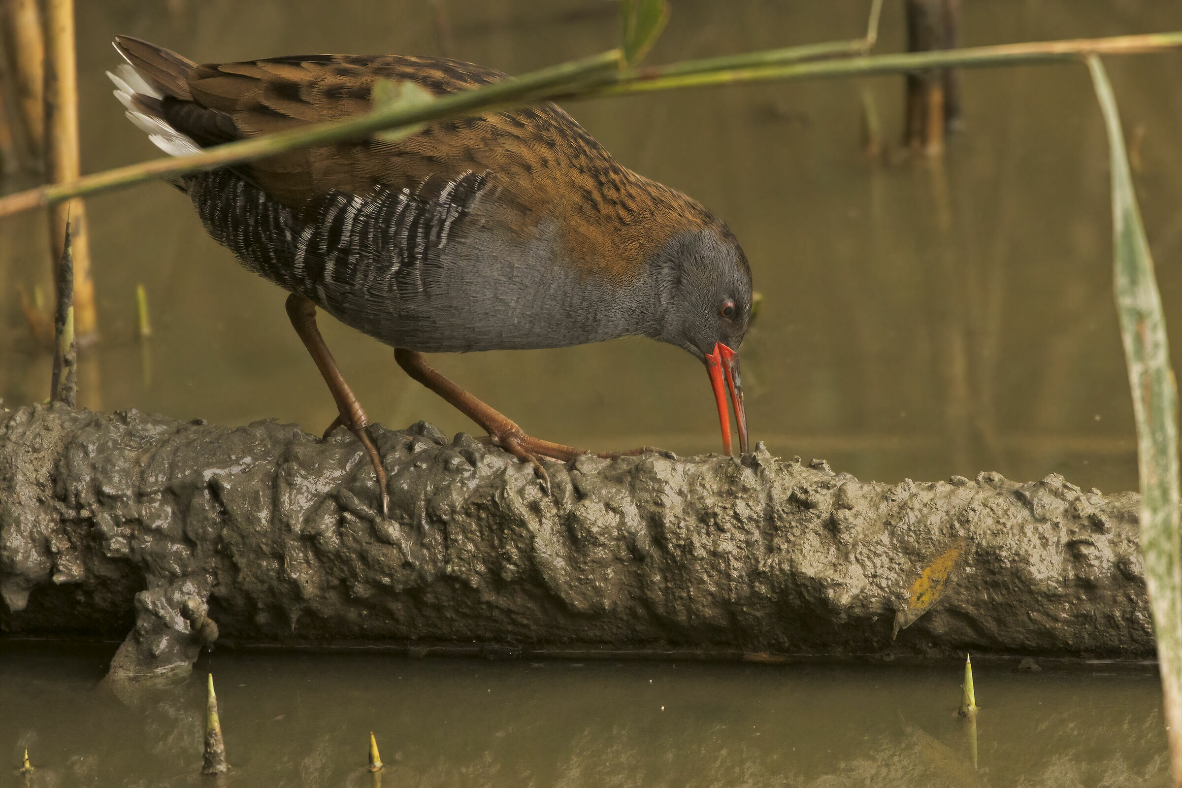 Il Principe dell'Oasi
