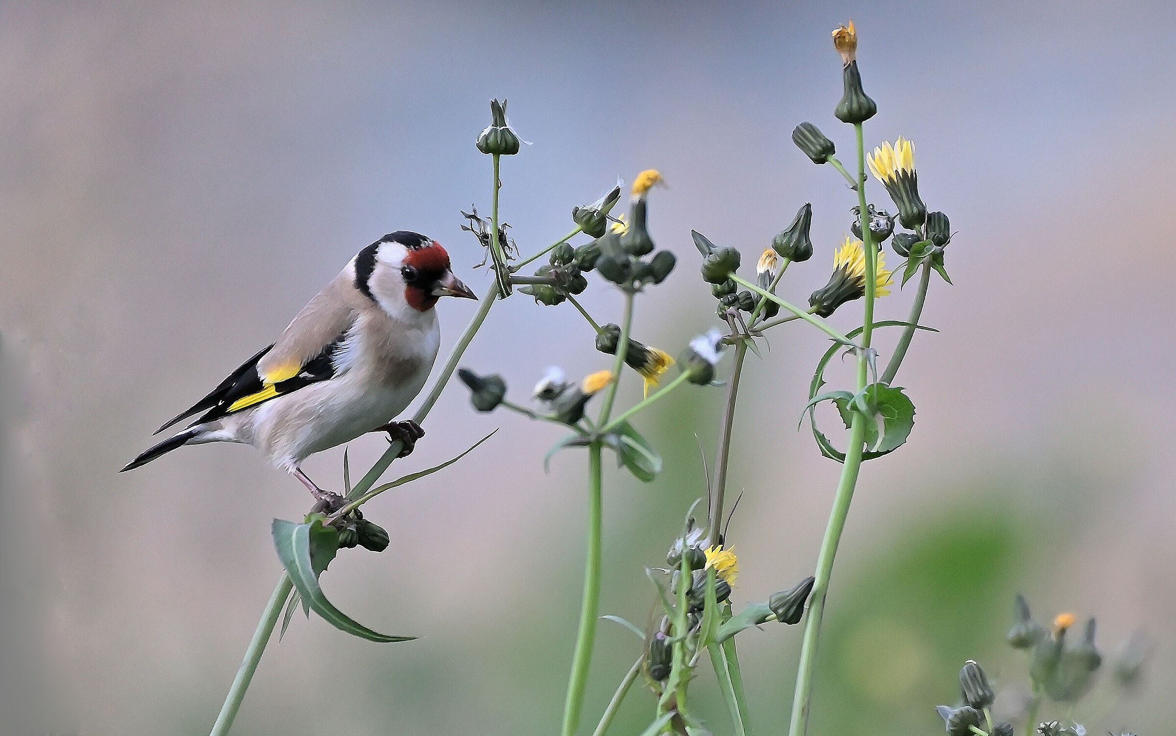 Cardellino
