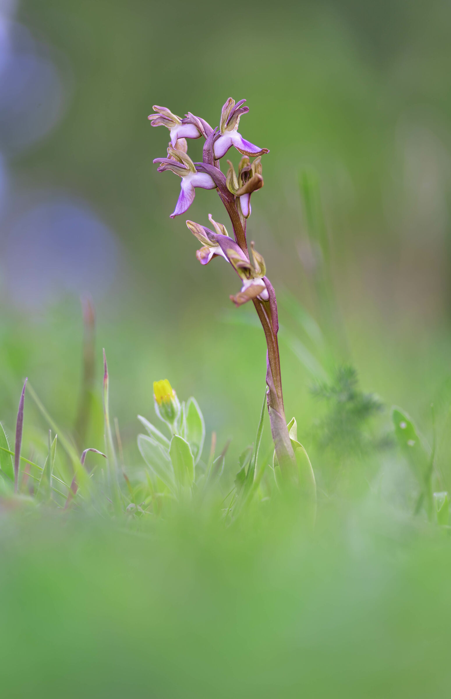 Anacamptis collina