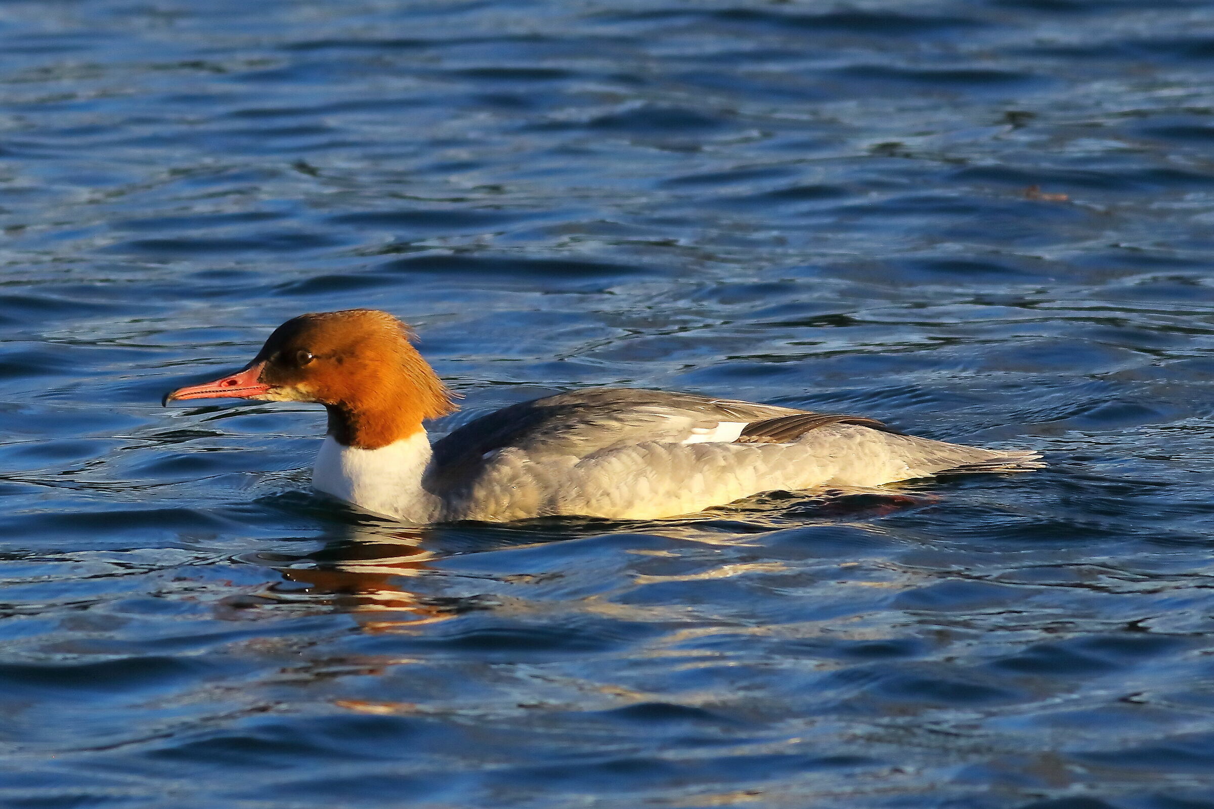 Merganser F 23-12-2023