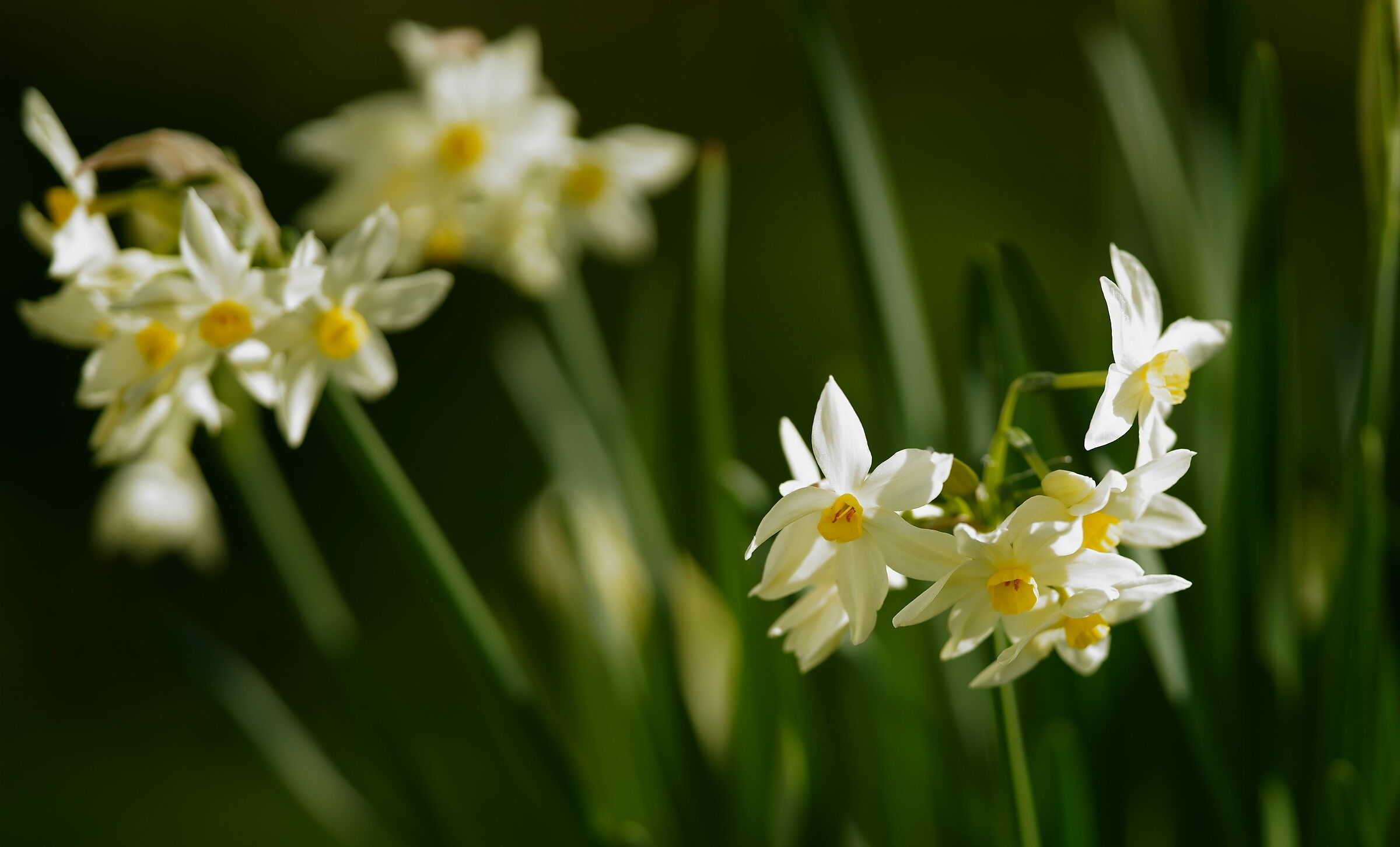 Fiori