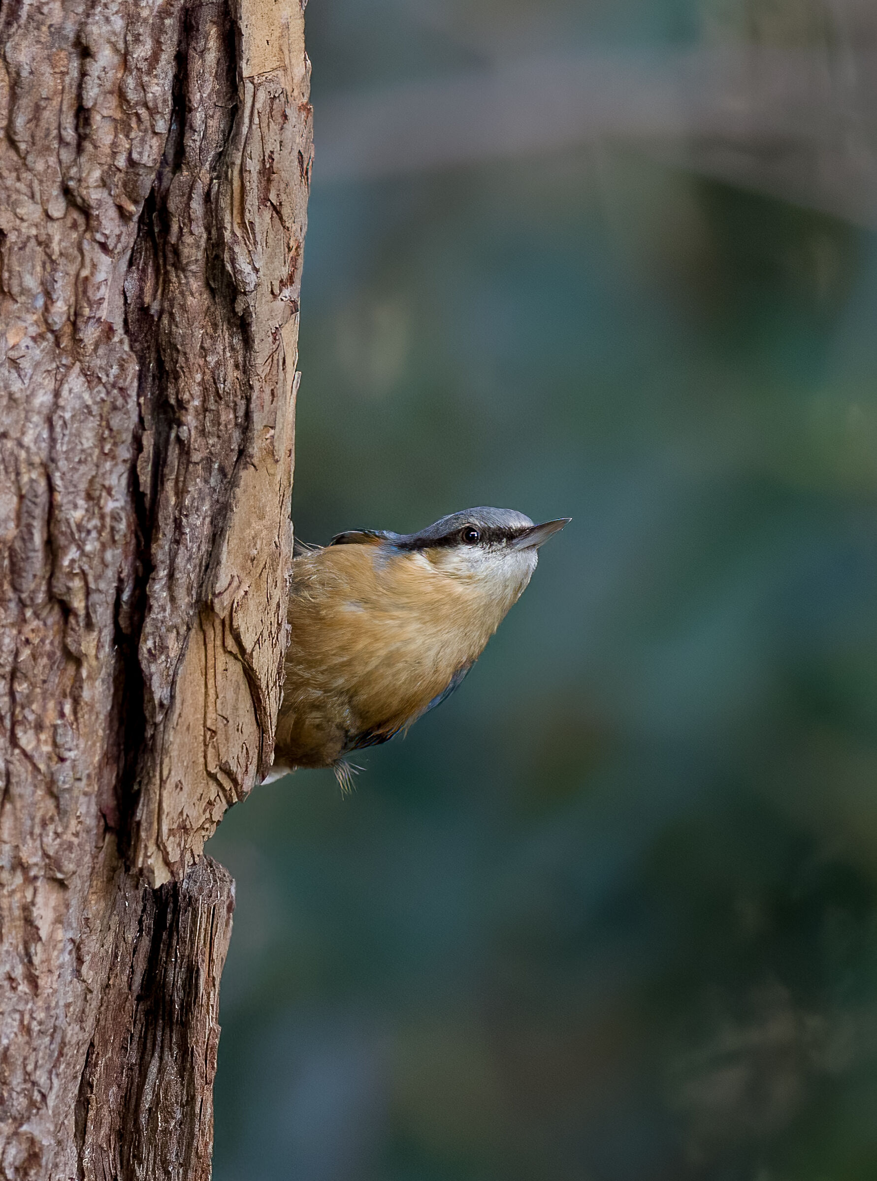 Wood nuthatch