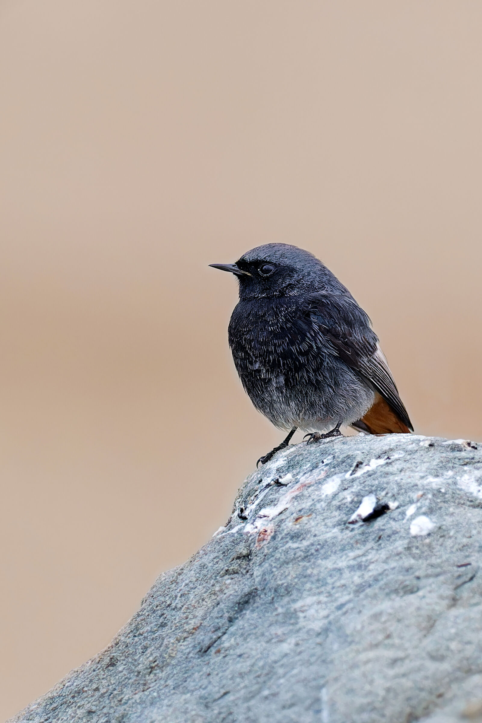 Black redstart