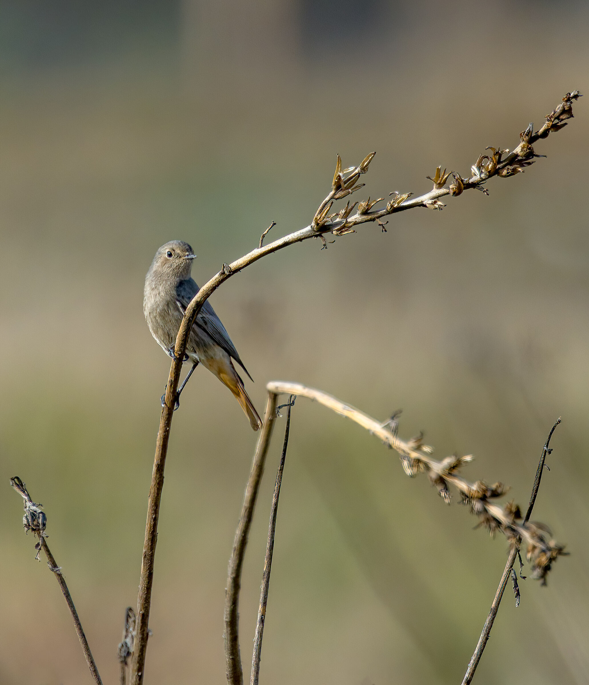 Black redstart
